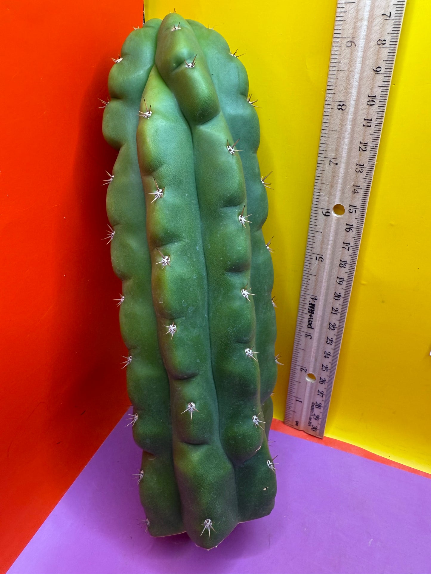 TPM ! Monstrose tricho