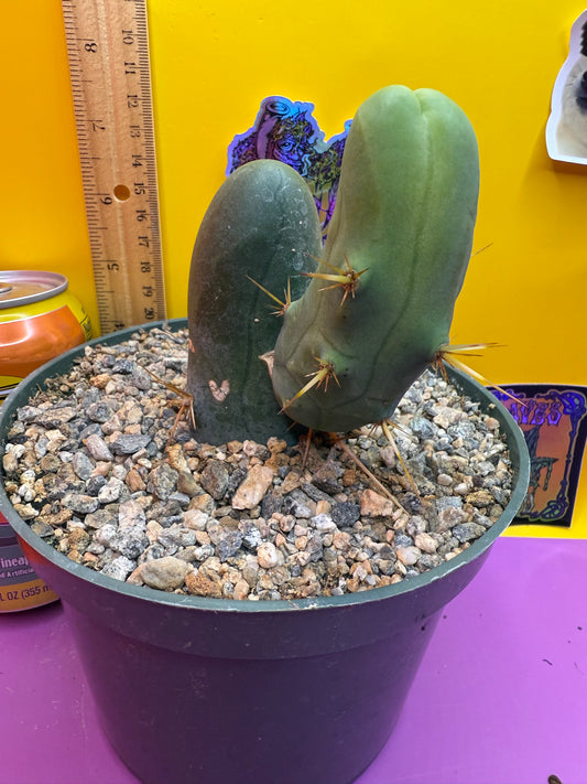 TBM-b ships in 6”wide pot - fully rooted