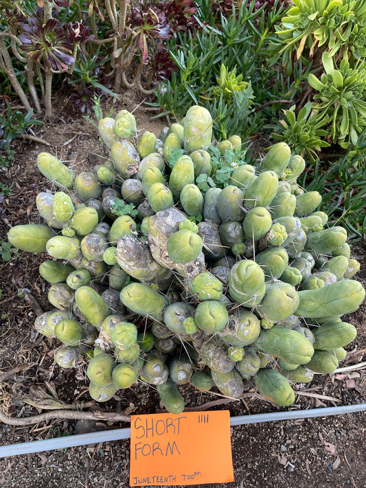 Tbm cactus