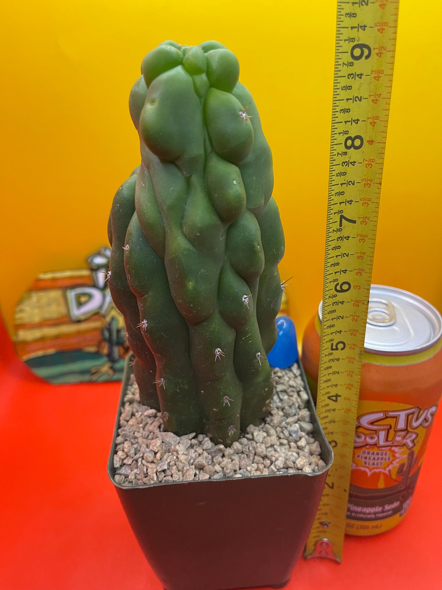 TPM CACTUS