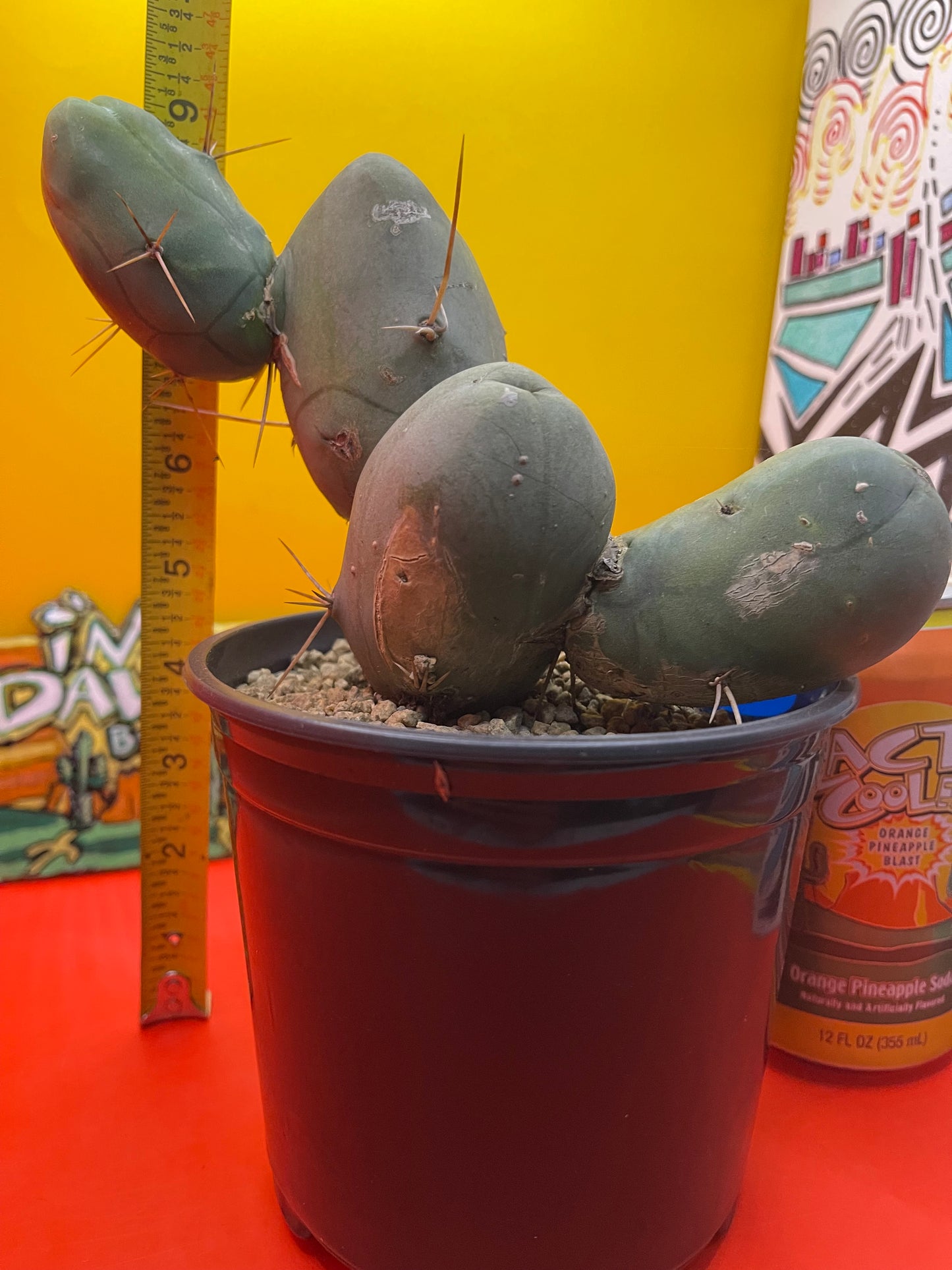 Tbm cactus