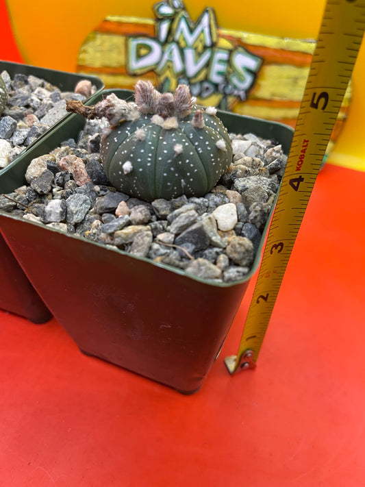 Blooming Astrophytum