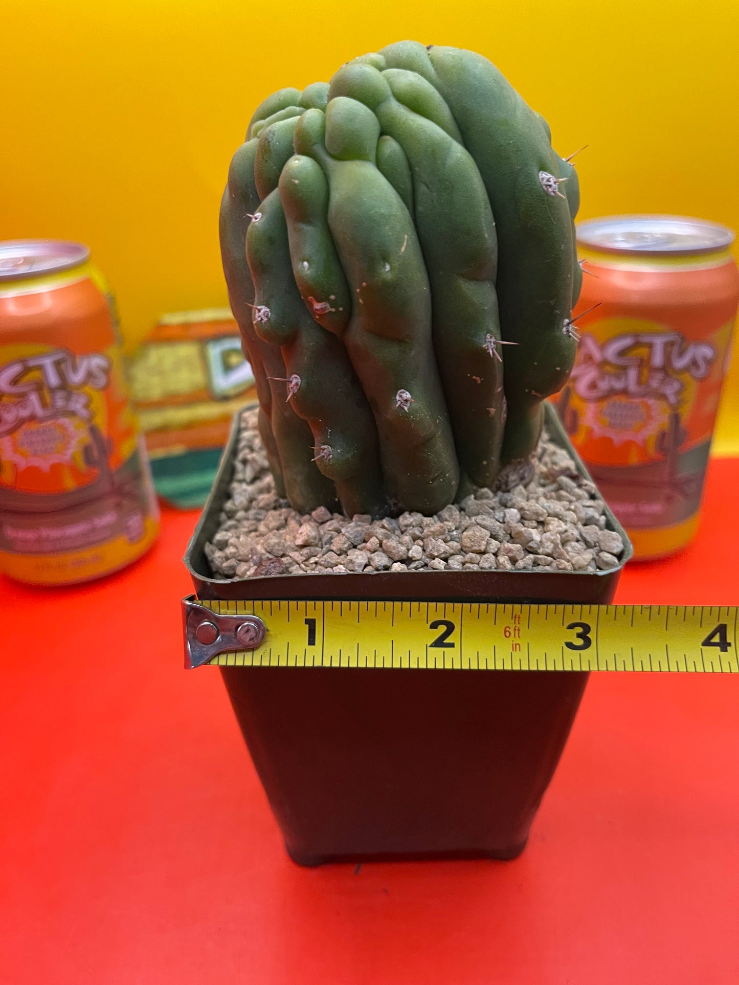 Monstrose San Pedro Cactus 🌵