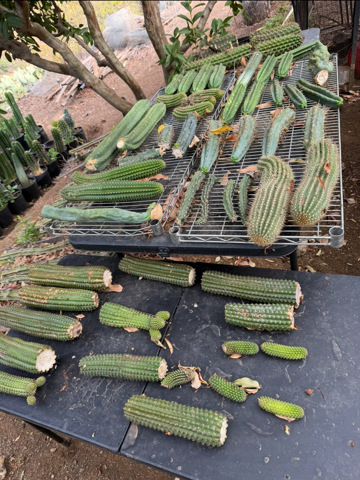 Mystery Combo cactus box !