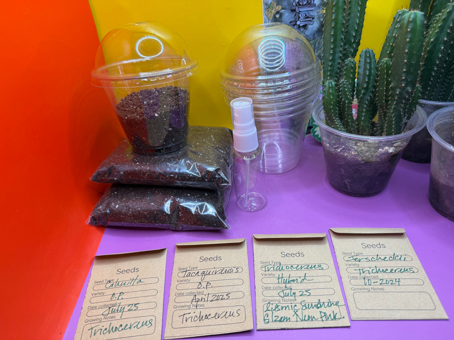 San Pedro Cactus Seed growing KIT !!!