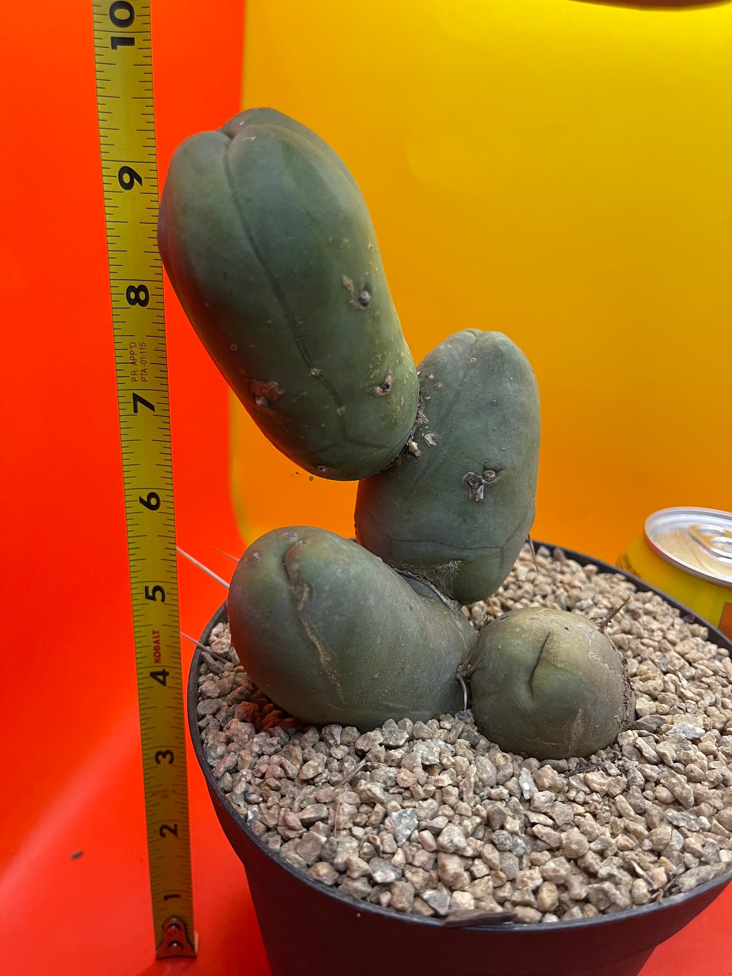 FAT TBM !!! PENISCACTUS !!