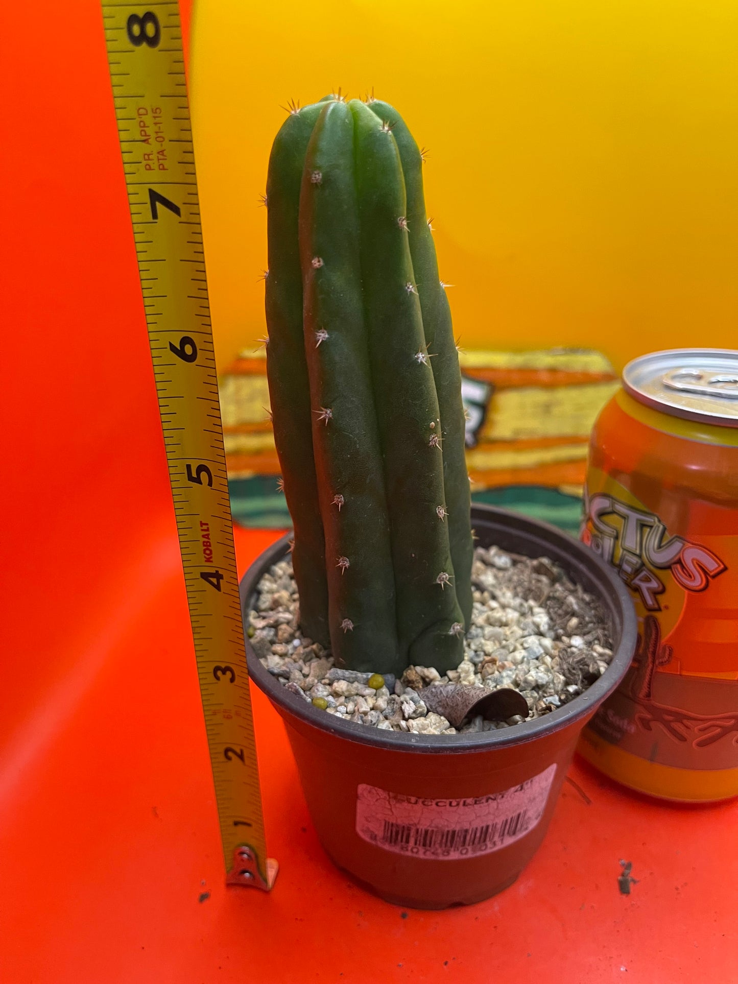 SAN PEDRO CACTUS in a pot