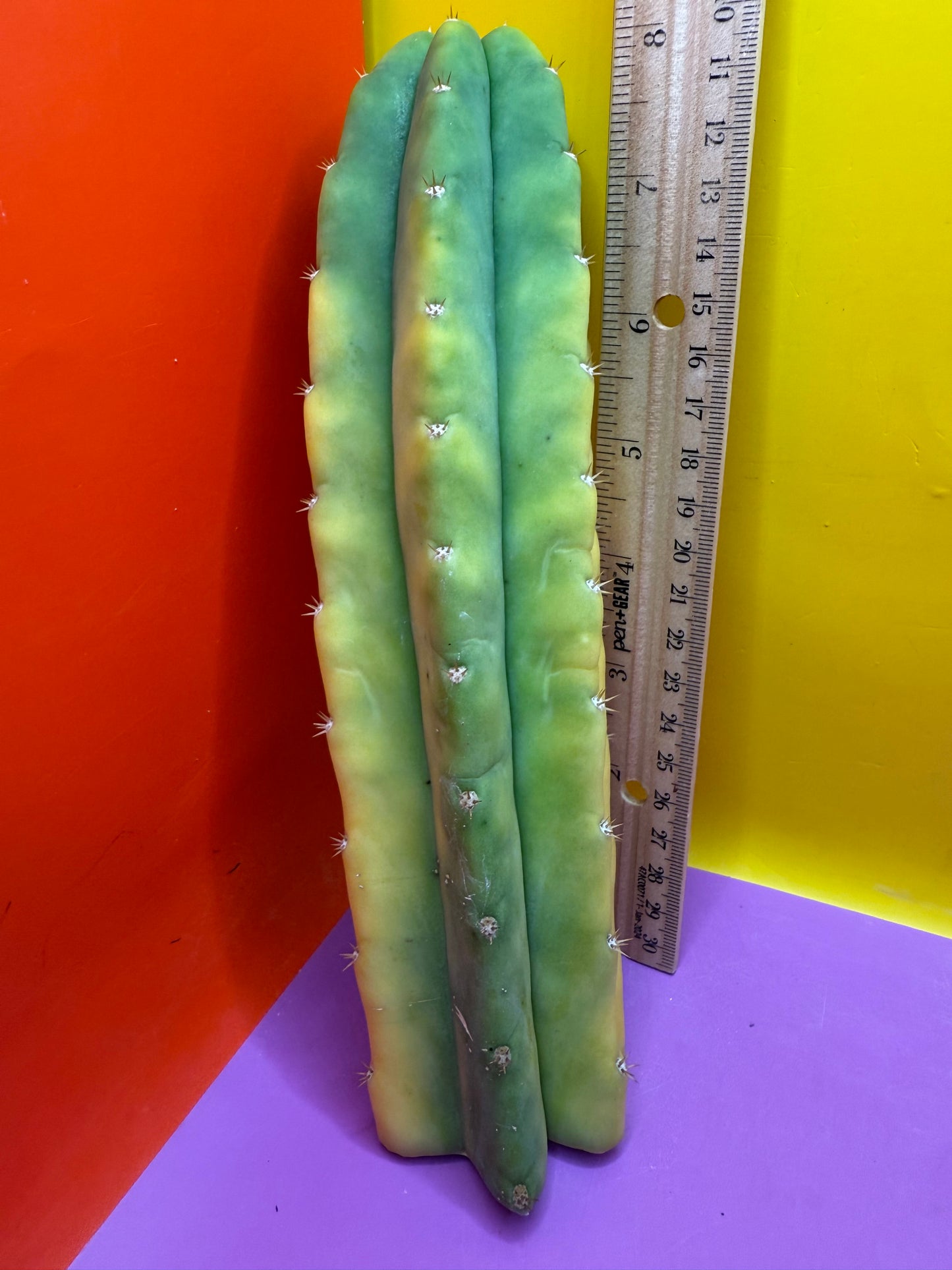 Banana San Pedro Cactus !