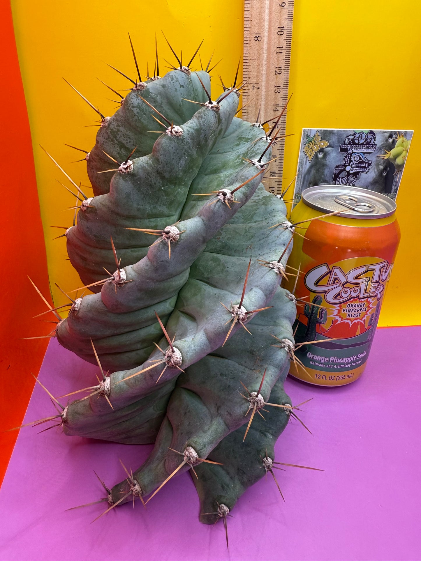 Spiral about 5” thick !!!