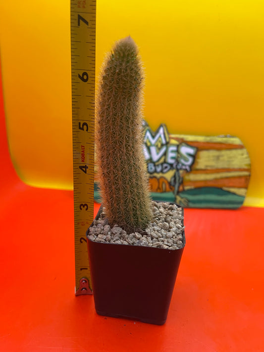 Golden foxtail cactus
