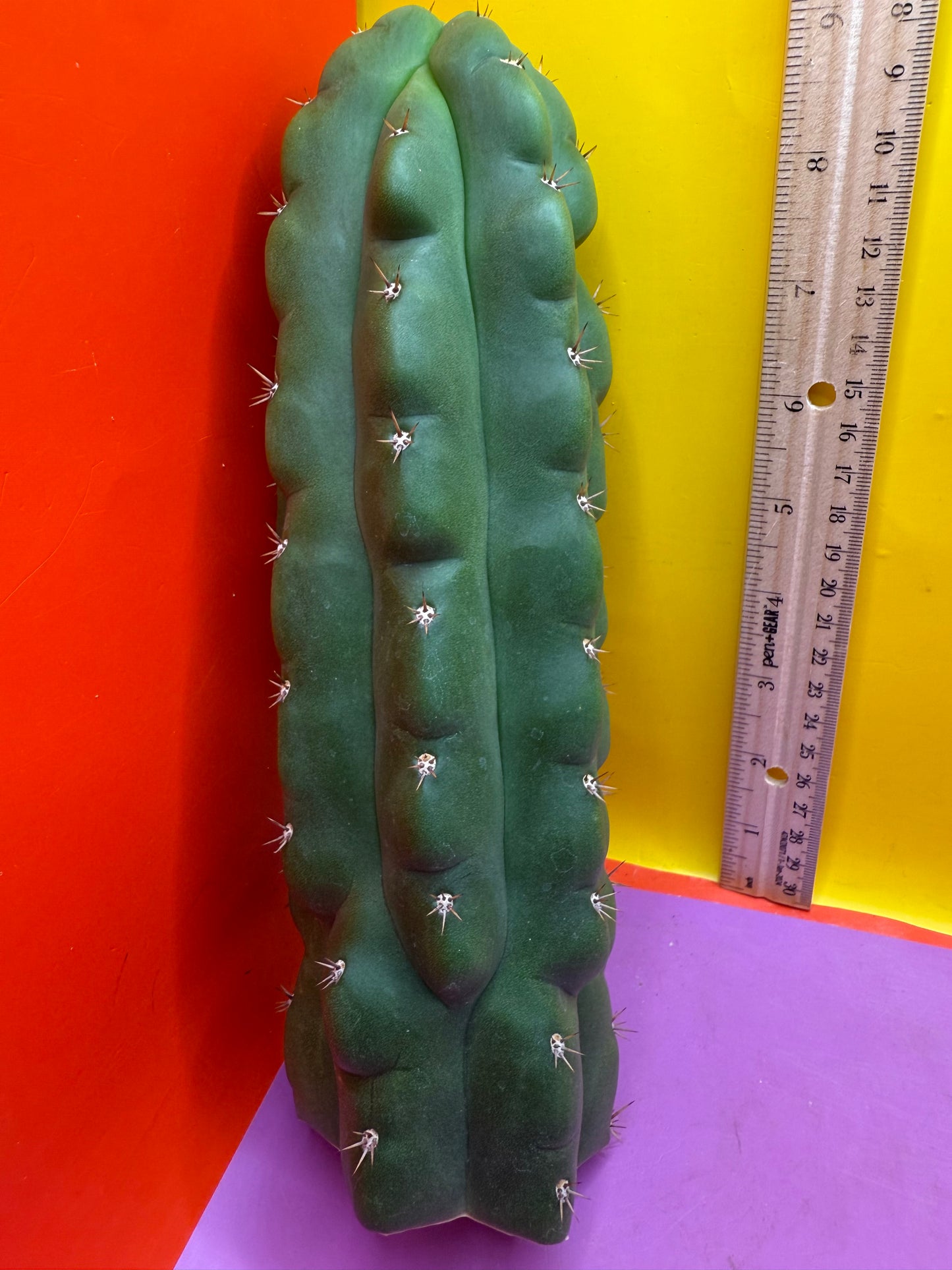 TPM ! Monstrose tricho