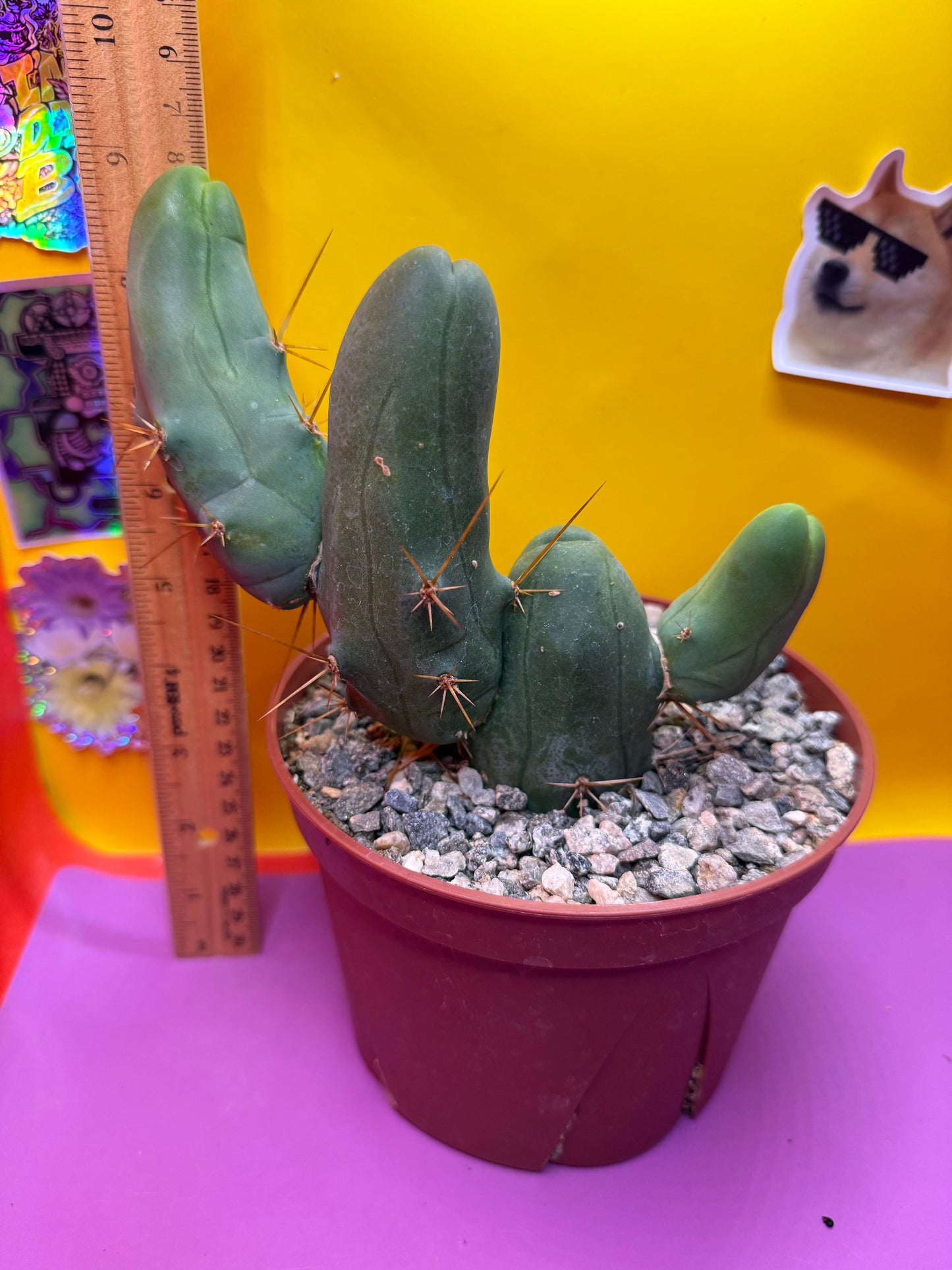 Tbm in 6” wide pot with 4 segments