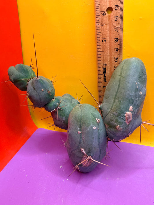 TBM !!!! 5 segment branching !