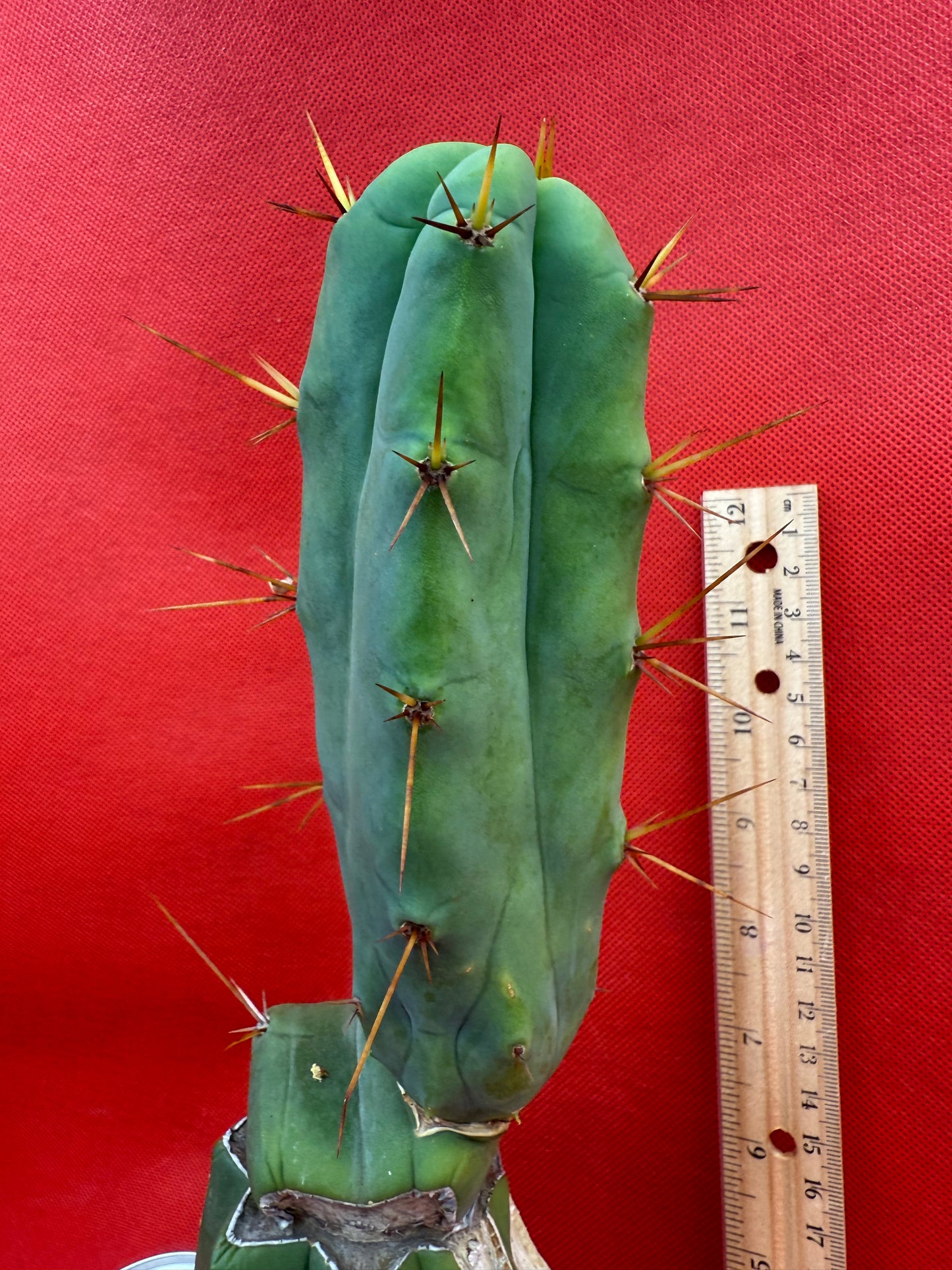 Essedon x Sina Graft , 4 winds !