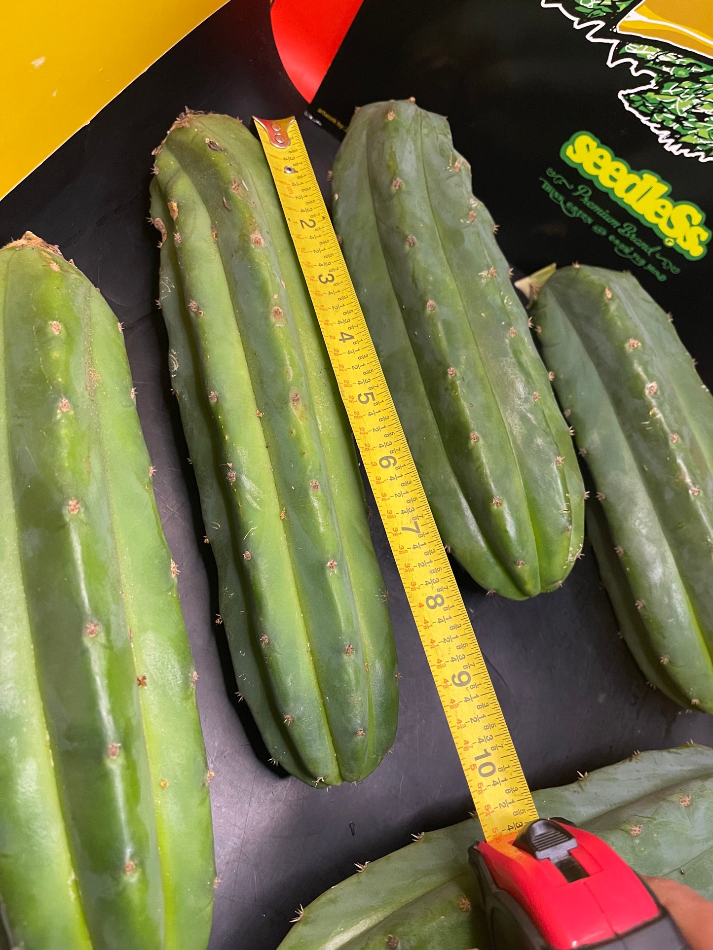 5 San Pedro cactus cuttings!