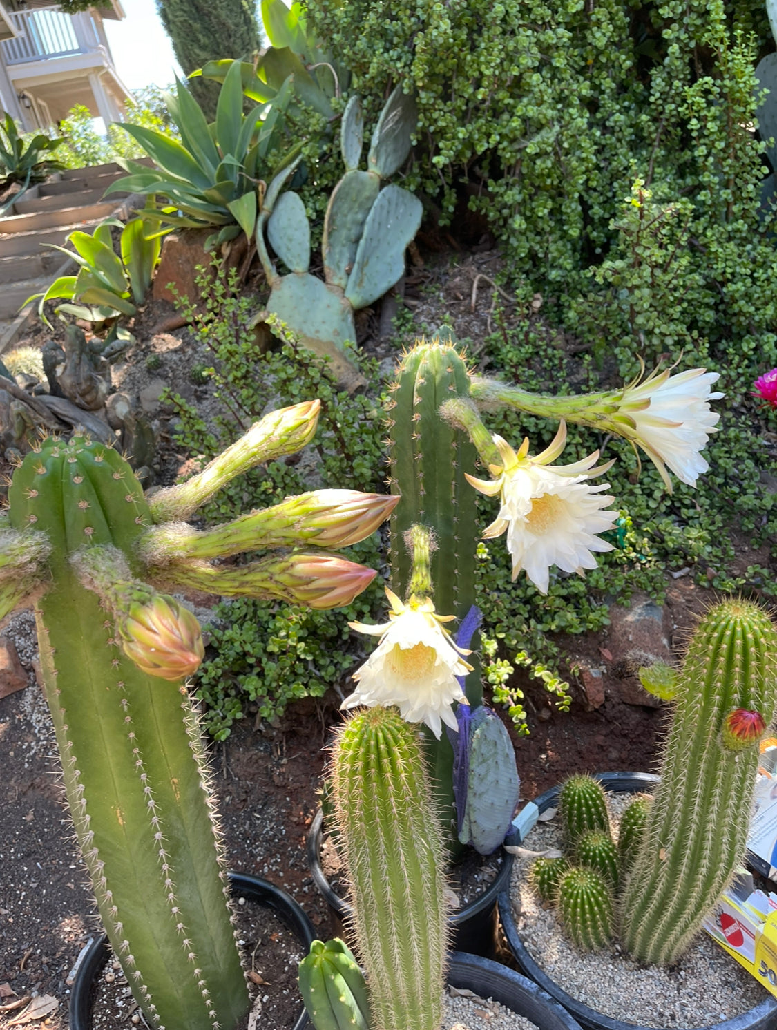 CACTO HEBRIDO cactus cutting ! The second Picture  shows cutting for sale