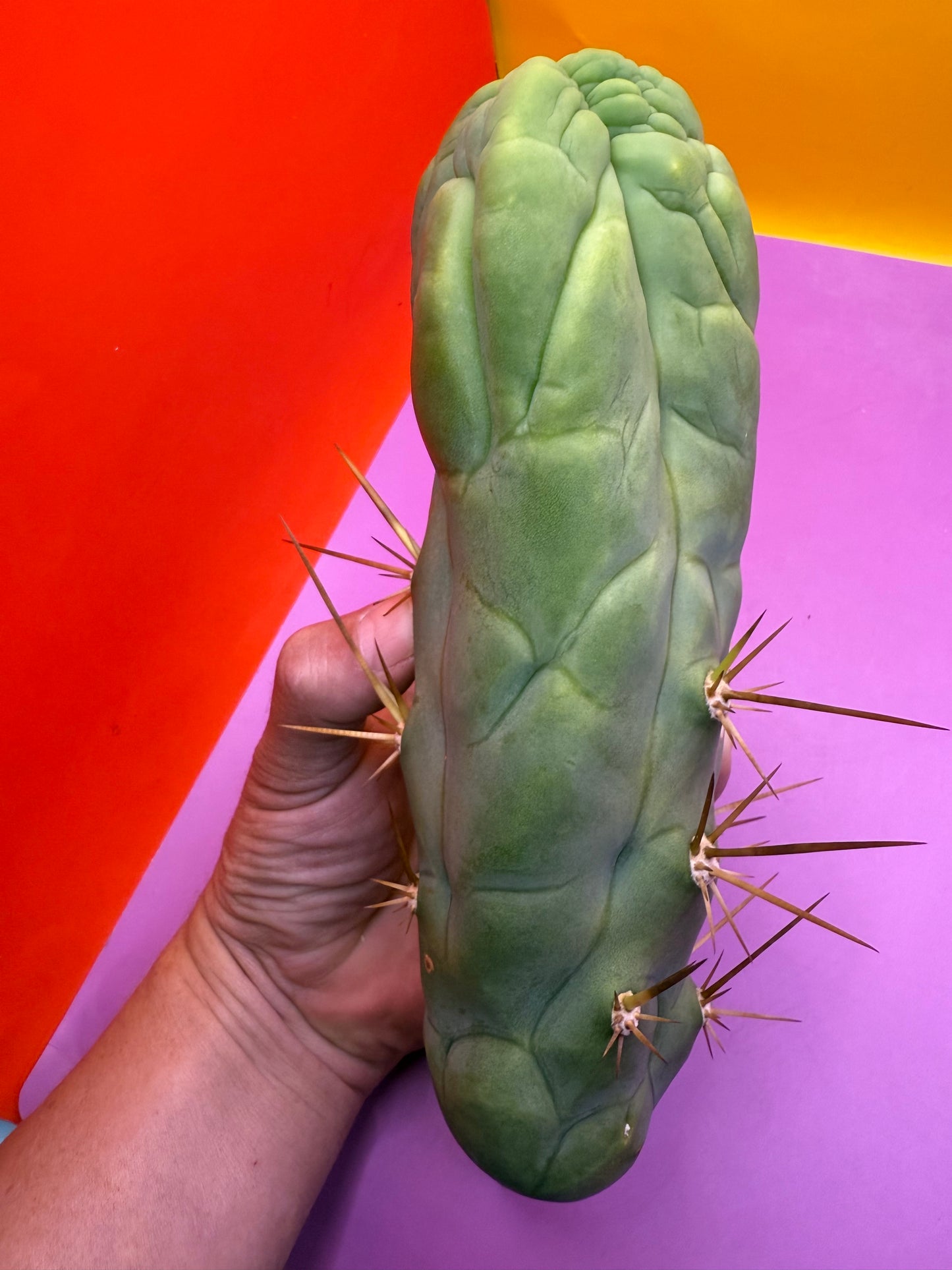 Bruce’s Dragon - almost 3” thick !