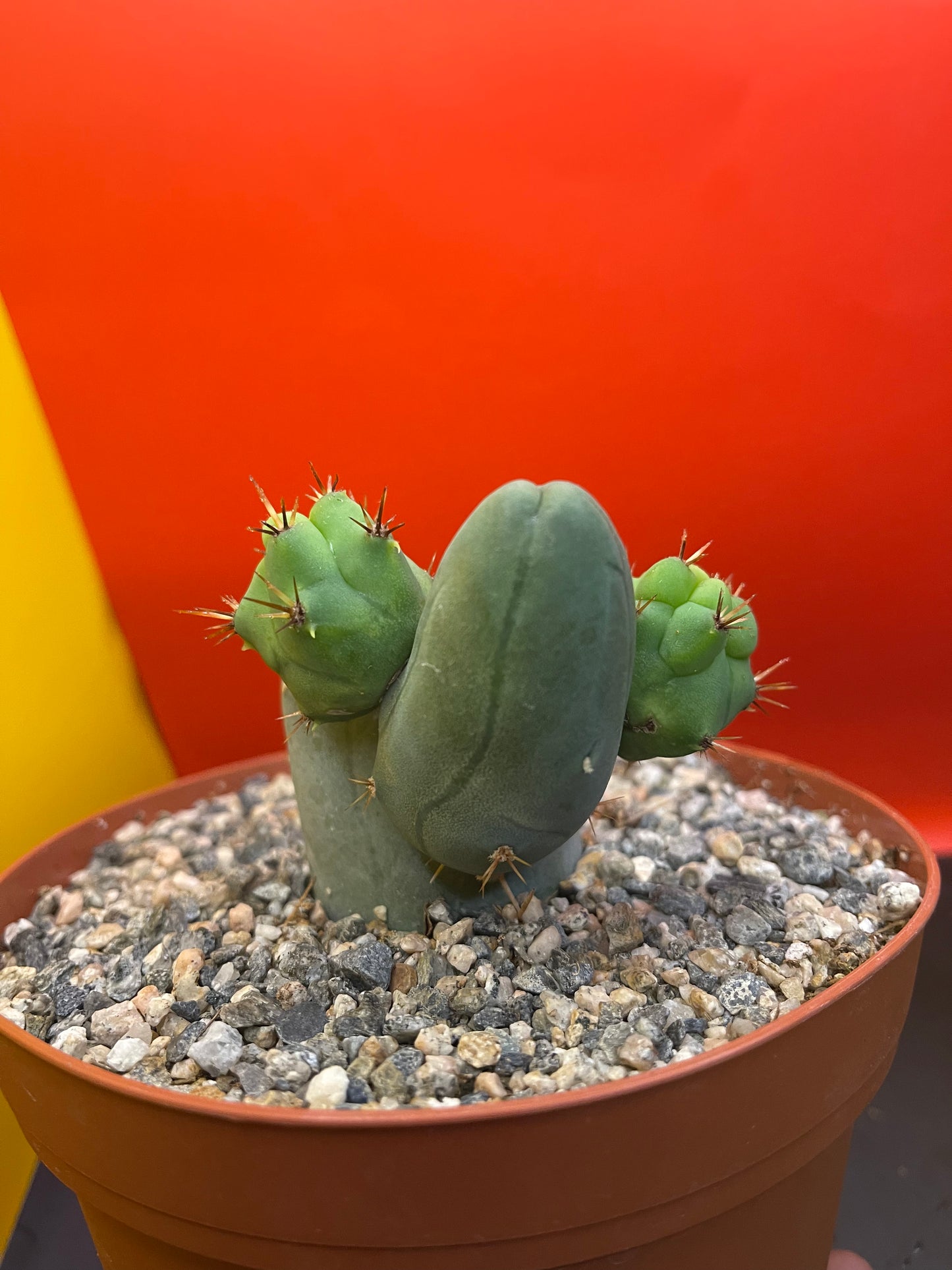 SHIPS IN POT - TBM CACTUS