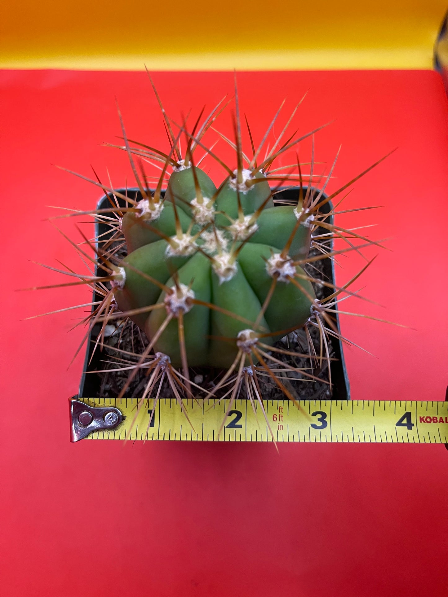 Trichocereus Terscheckii !!