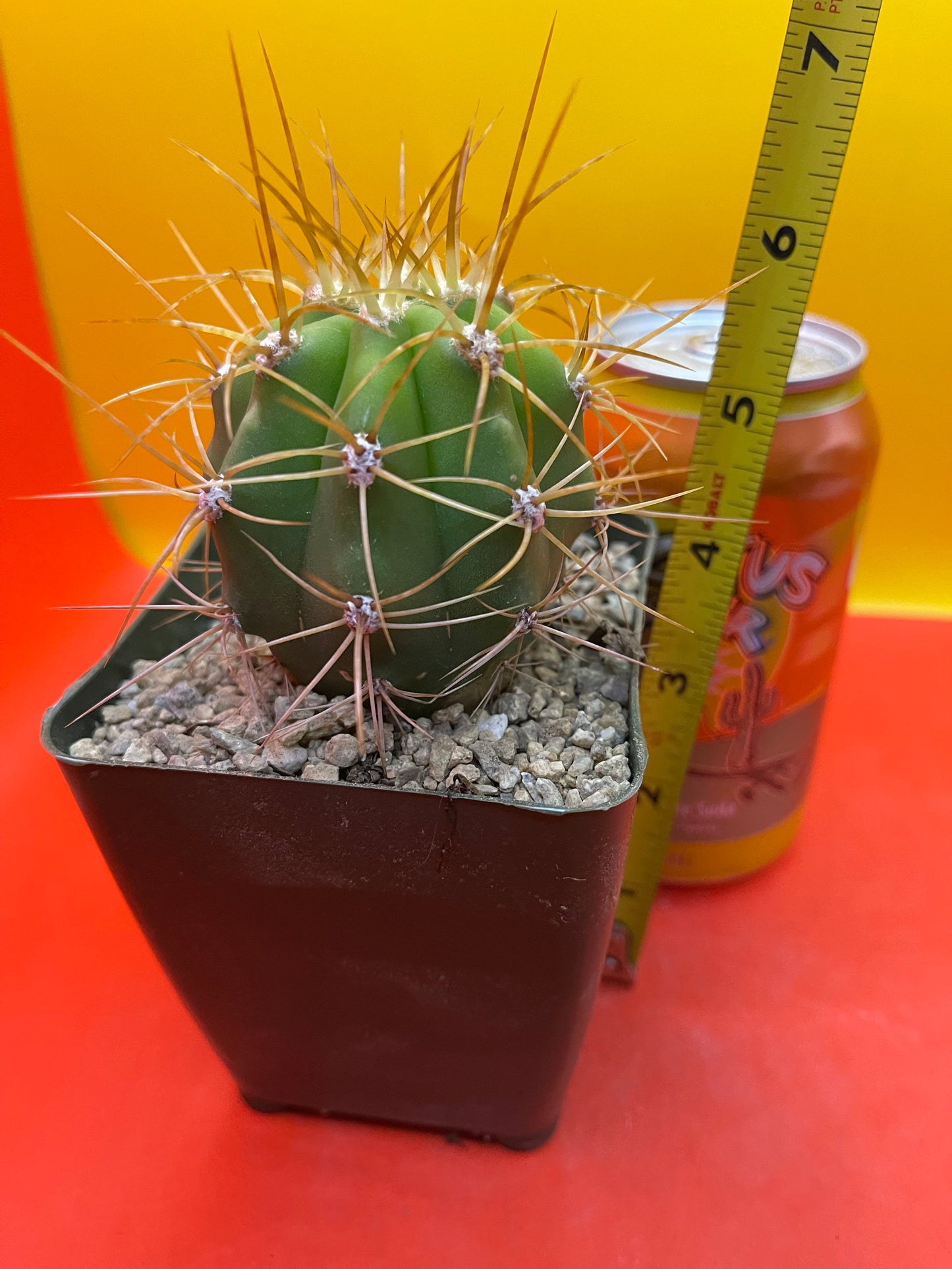 Trichocereus terscheckii