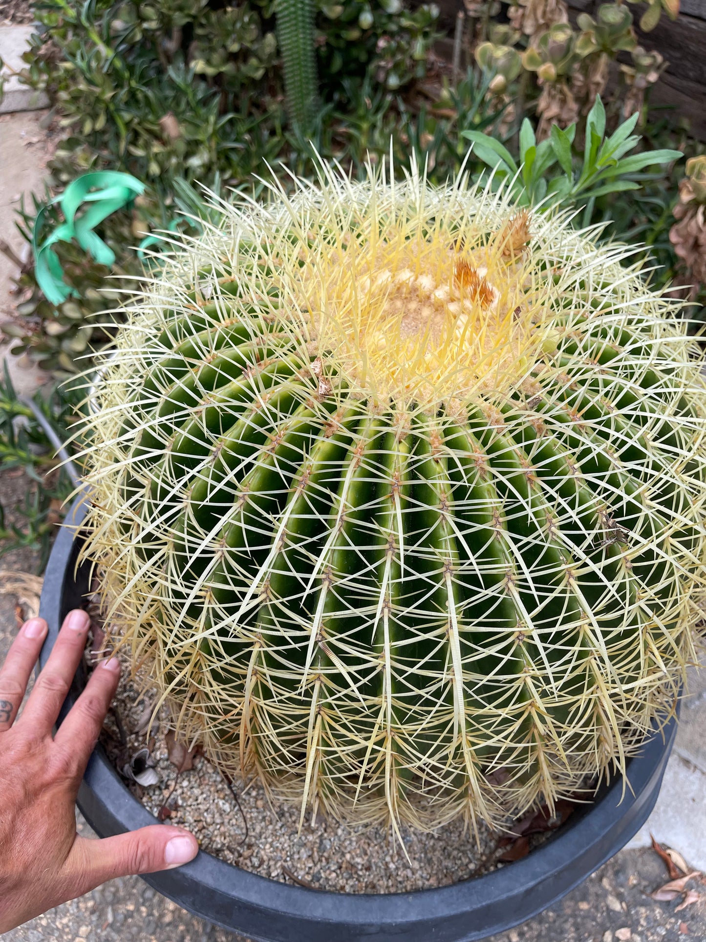 FREE GOLDEN BARREL CACTUS SEEDS !