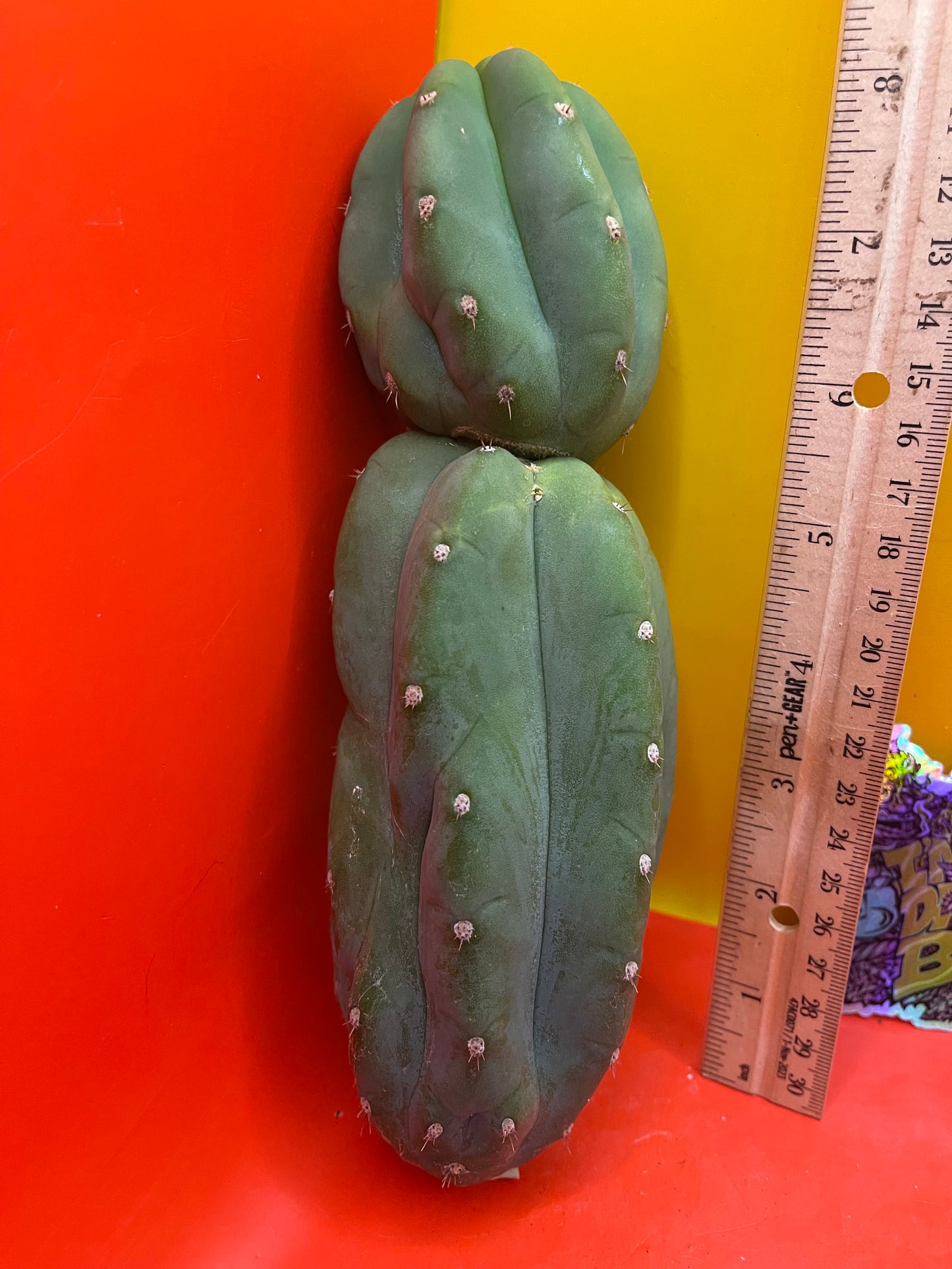 Cahuilla  cactus cutting for sale