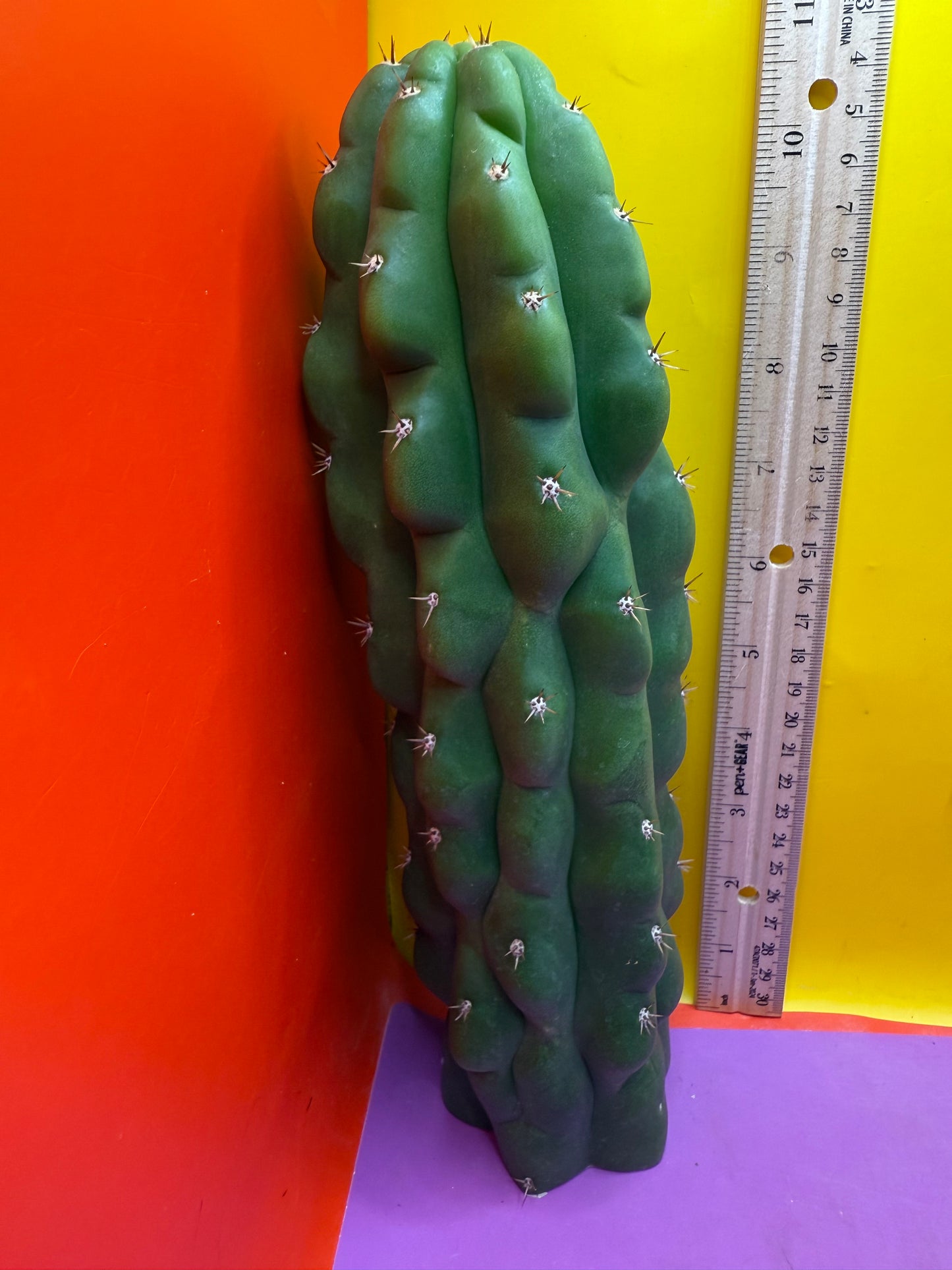 Monstrose San Pedro Cactus! This exact one