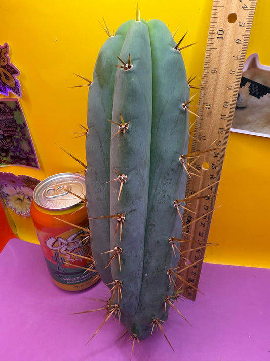 TIG X YOWIE - SAN pedro cactus