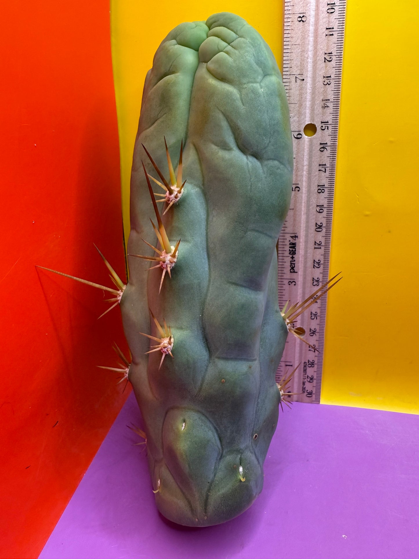 Big Thic Bruce’s Dragon 🐉