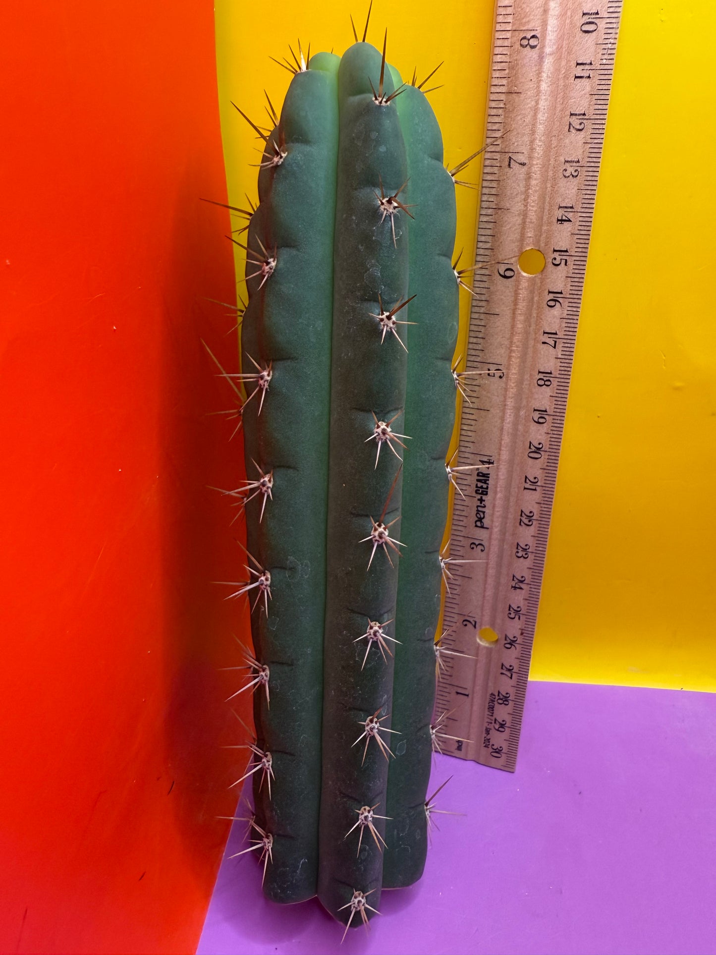 Friday deal !!! Misplants Mystery