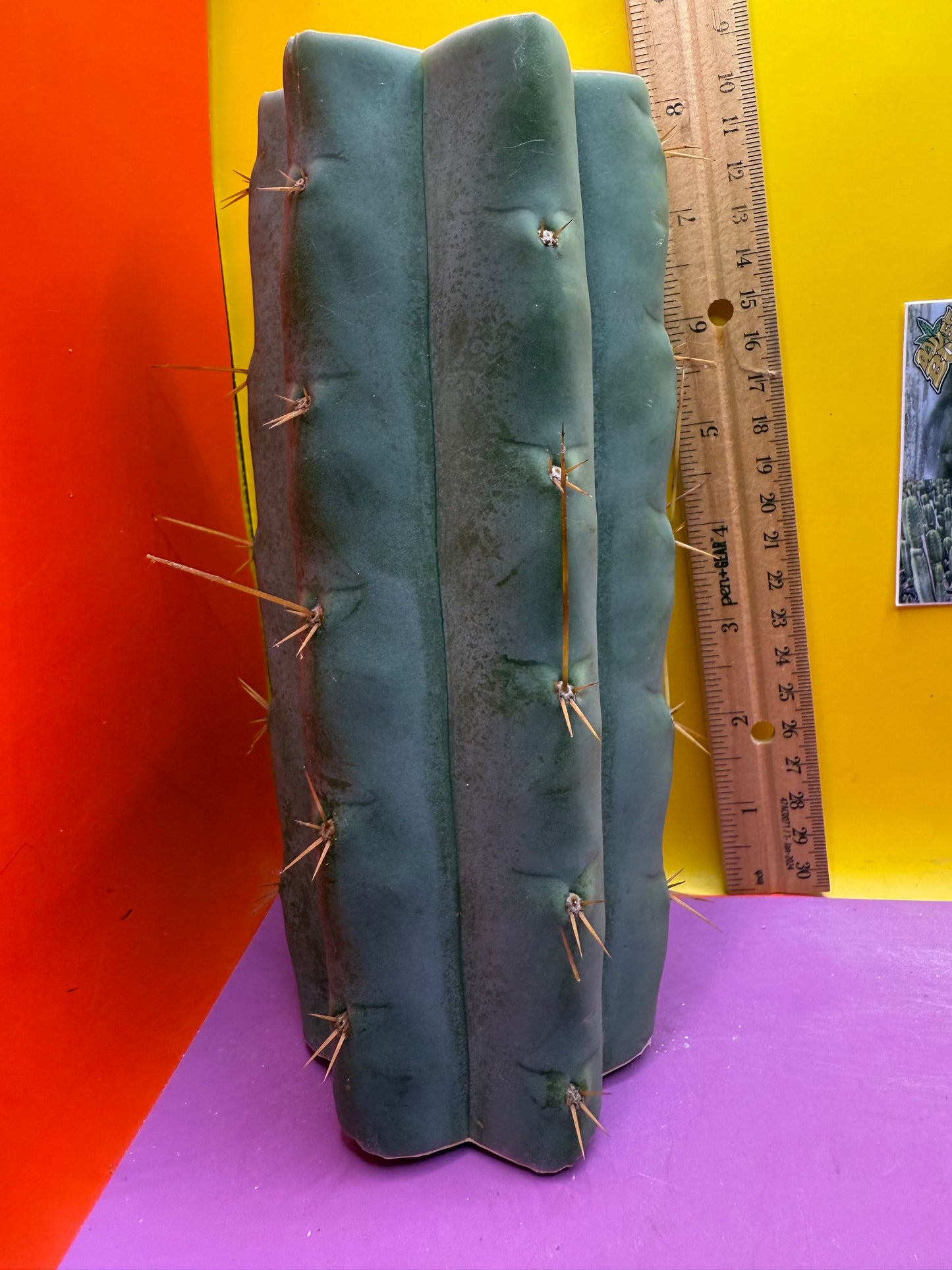 Trichocereus Bridgesii hybrid !