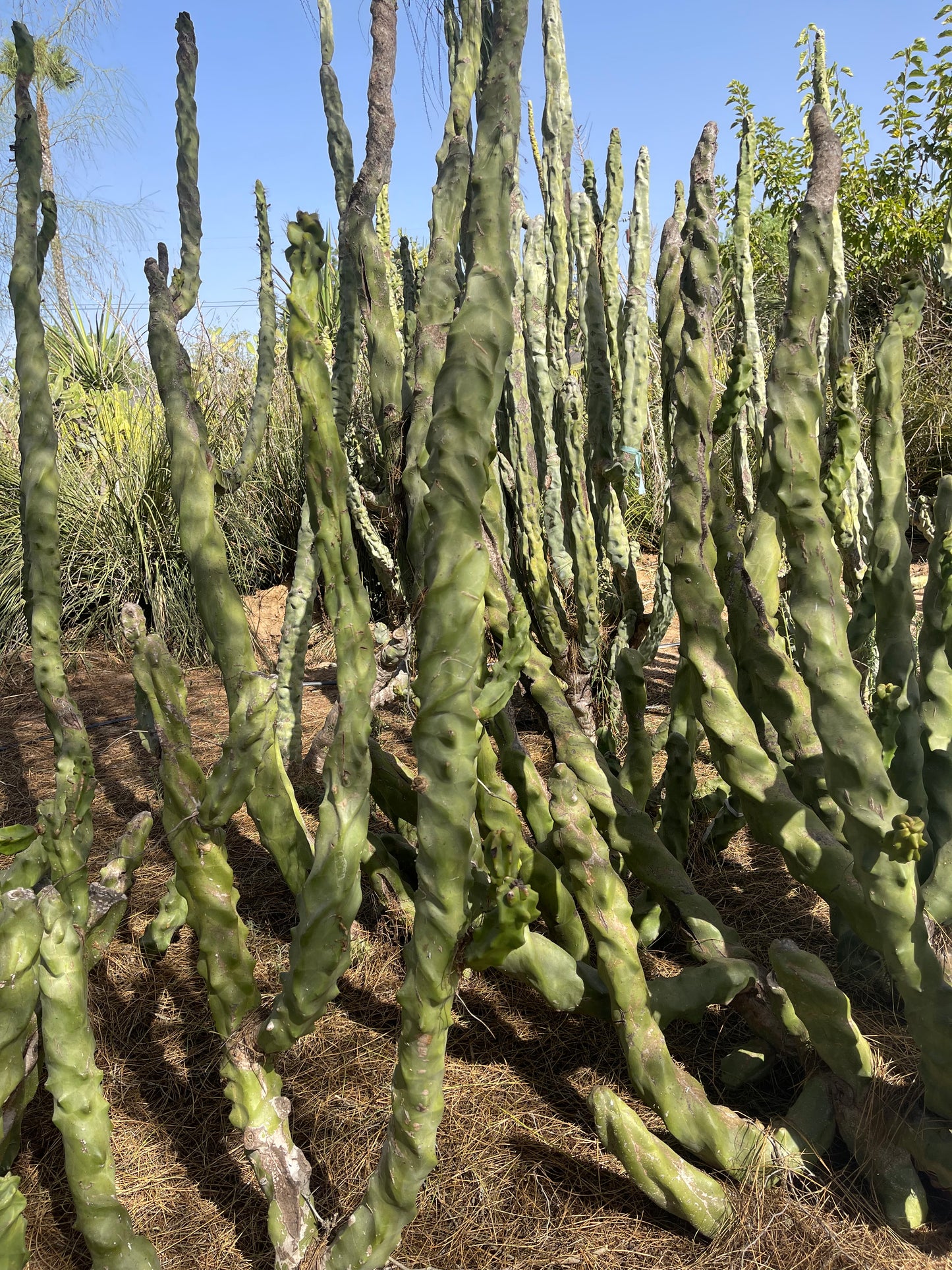 Totem pole cactus - spiral form