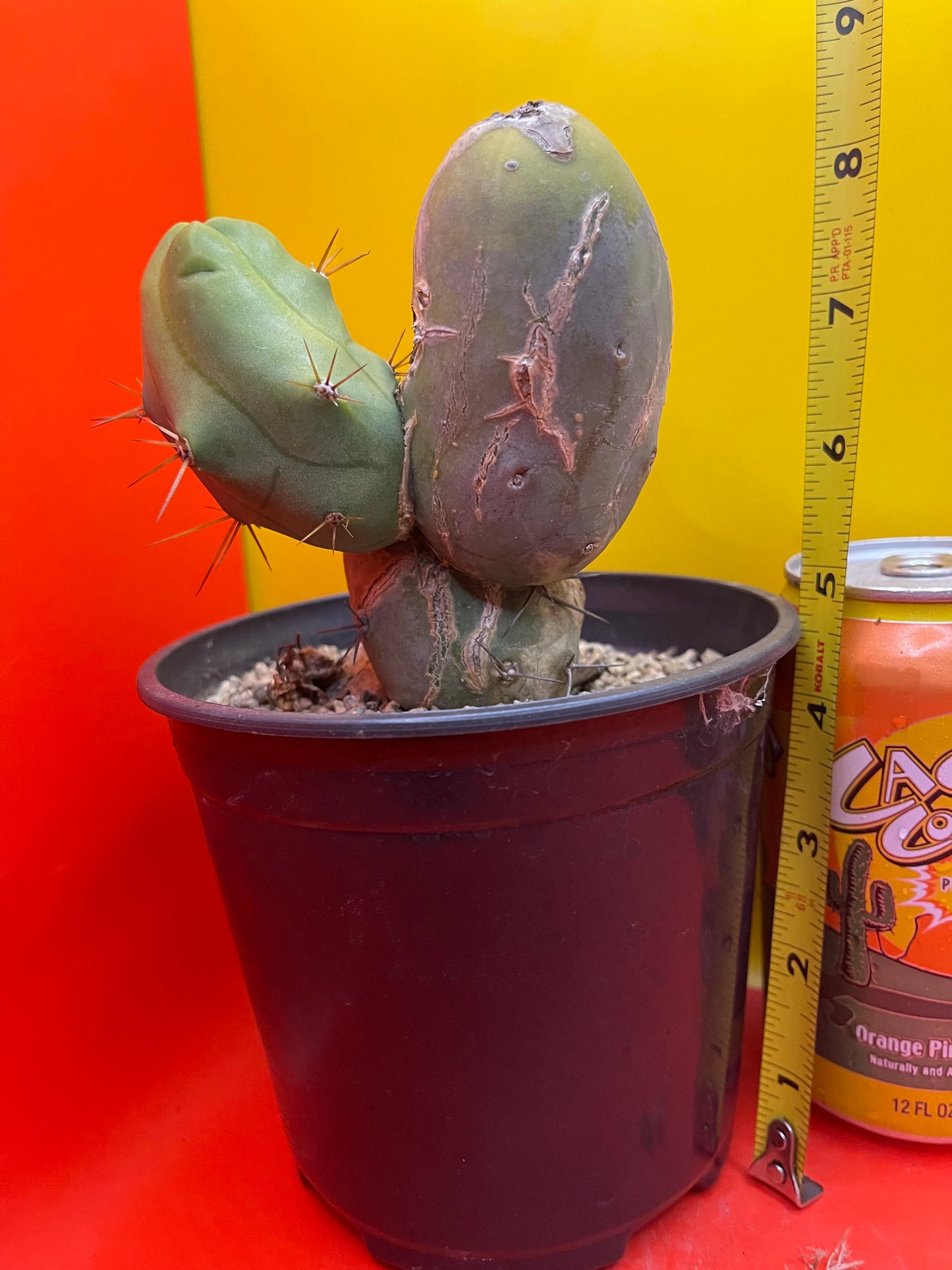 Tbm Cactus type B