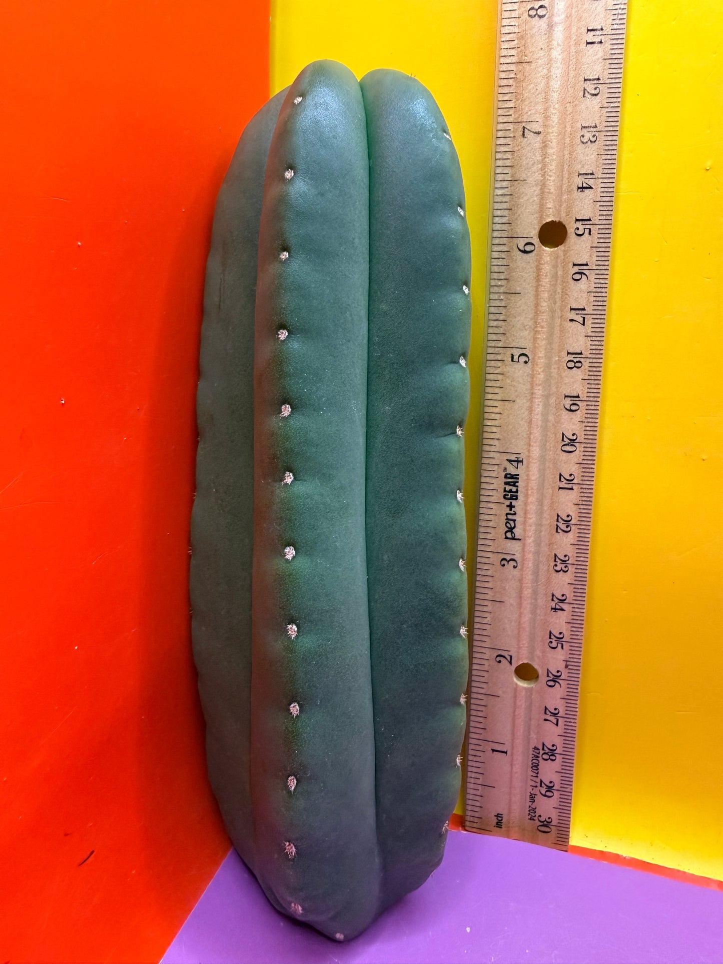 JUICE BOX 🧃! Trichocereus  Scopulicola