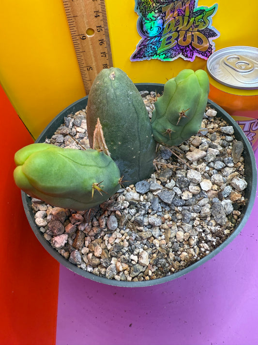 Tbm cactus for sale  !