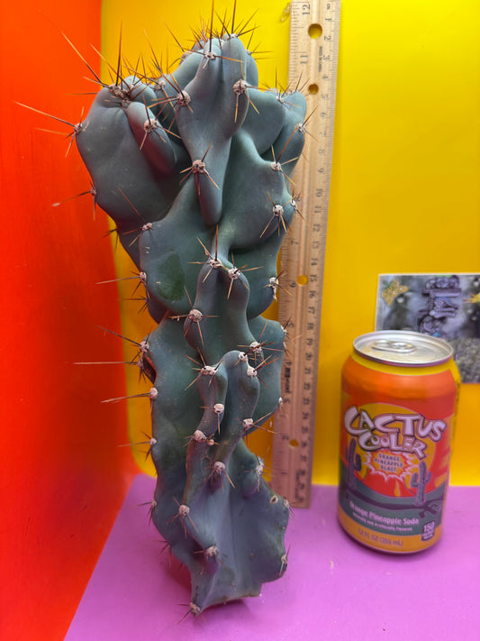 Cereus Monstrose - Gets cactus apples !