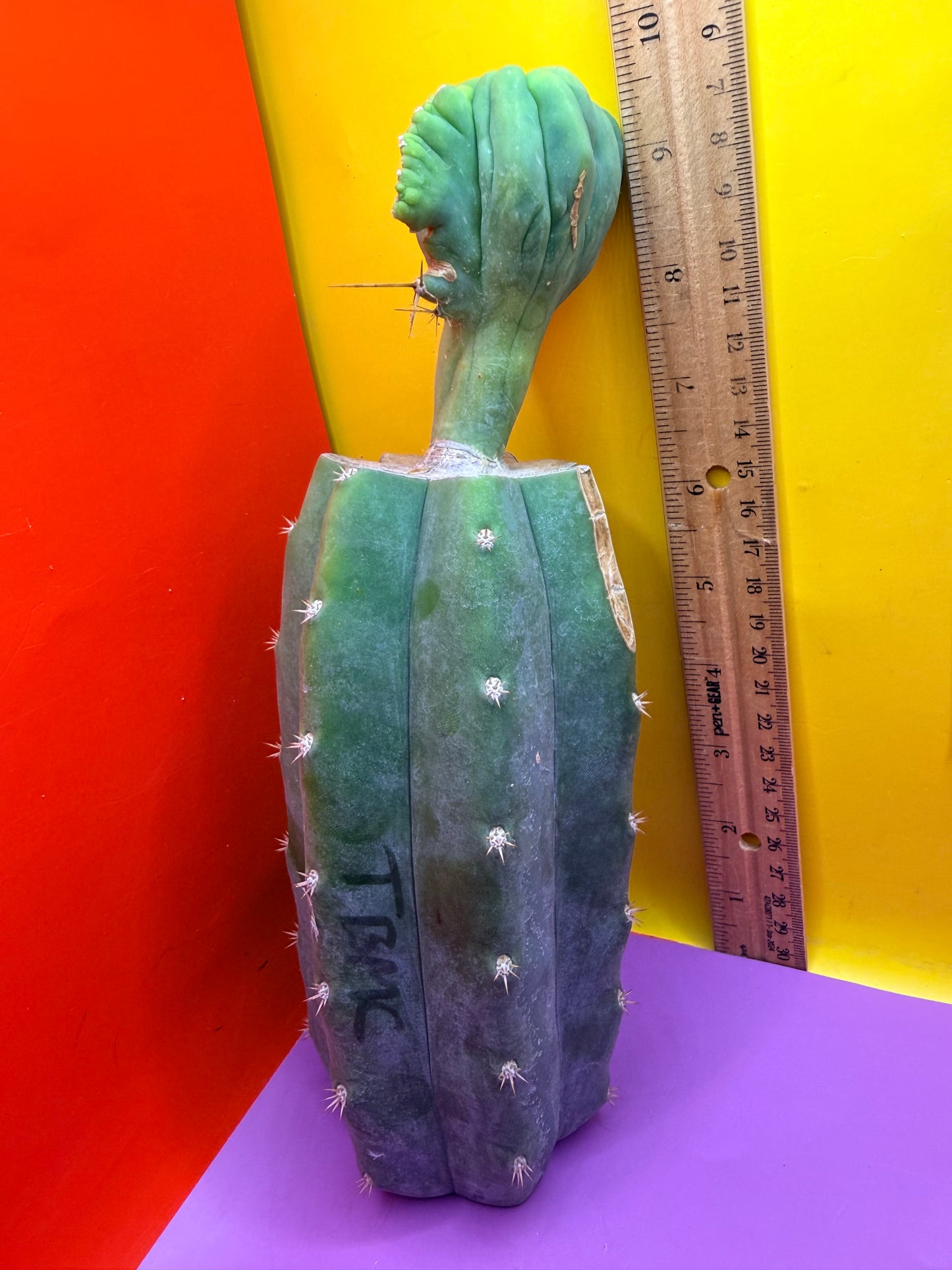 Crested TBM