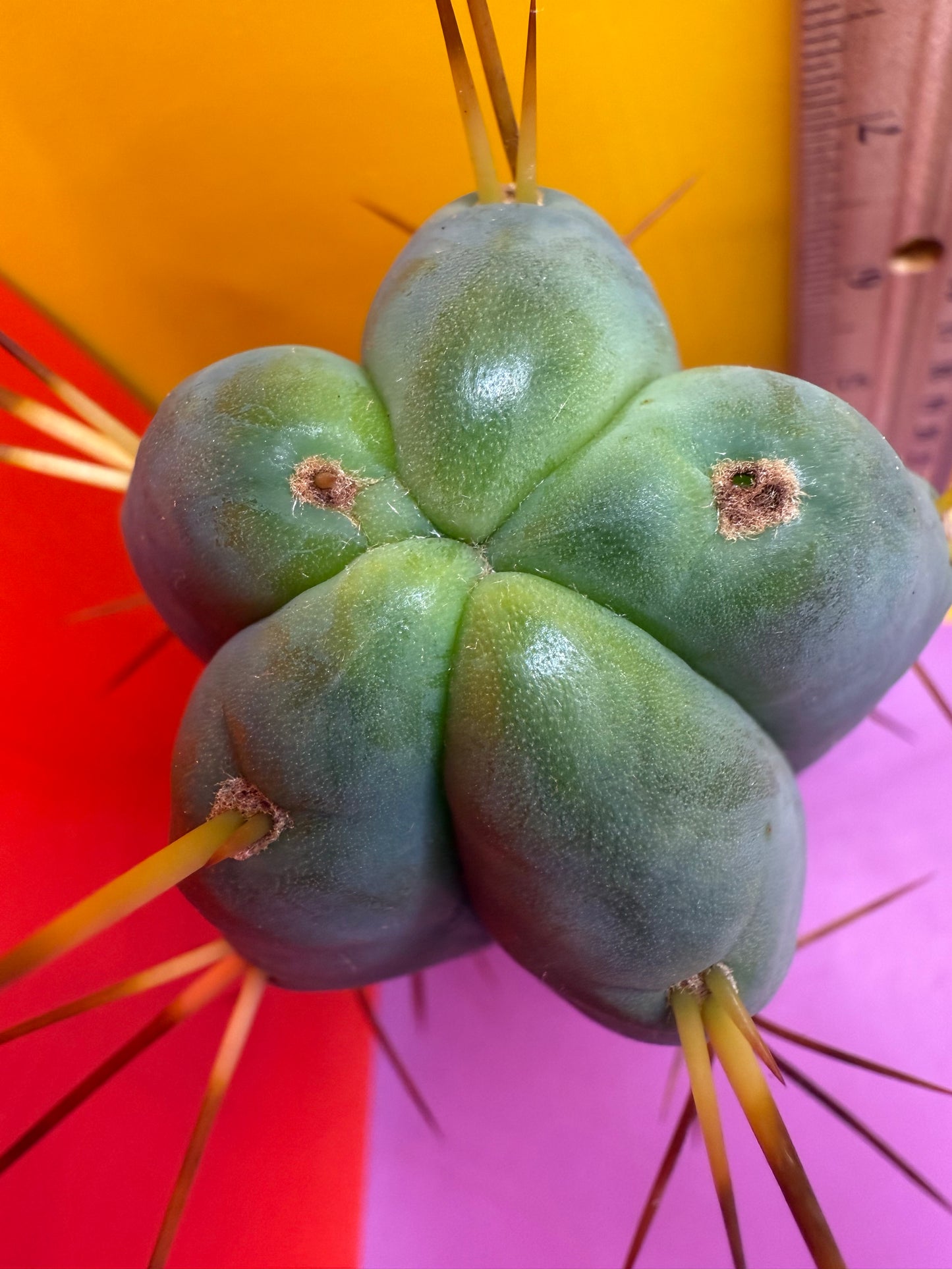 “H1” Trichocereus Bridgesii