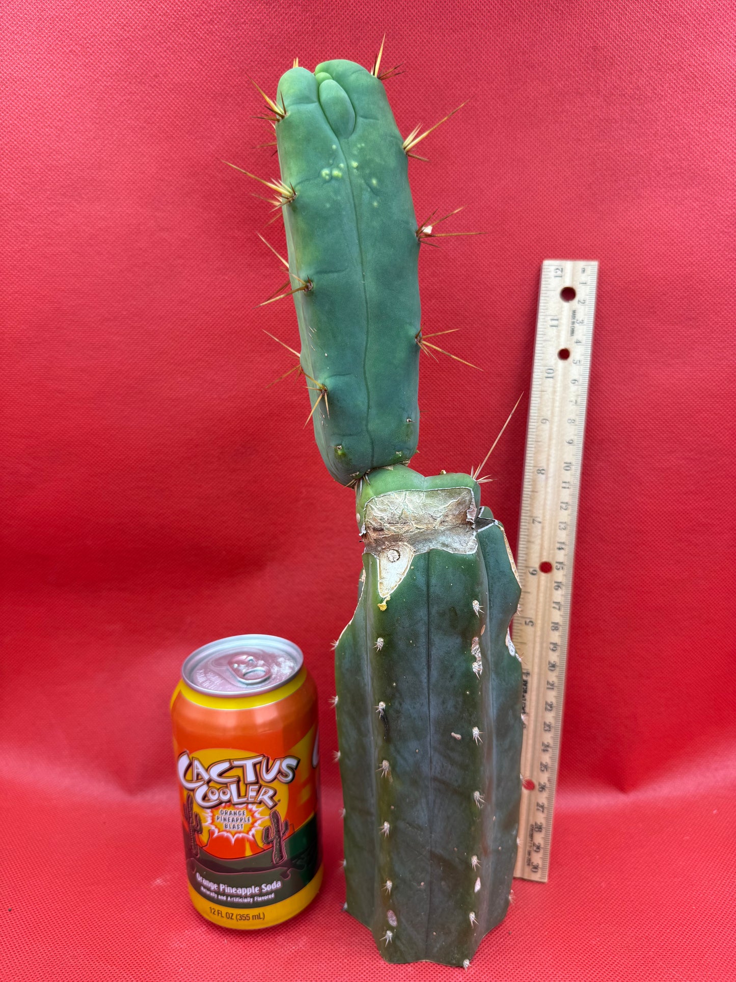 Essedon x Sina Graft , 4 winds !