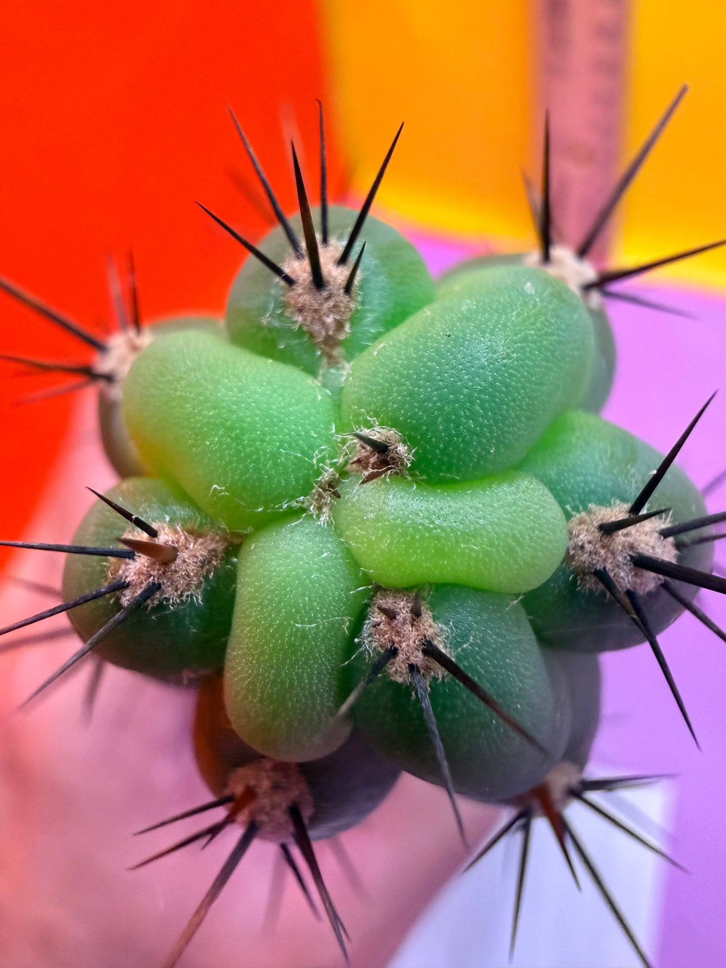 TRICHOCEREUS CHALA !