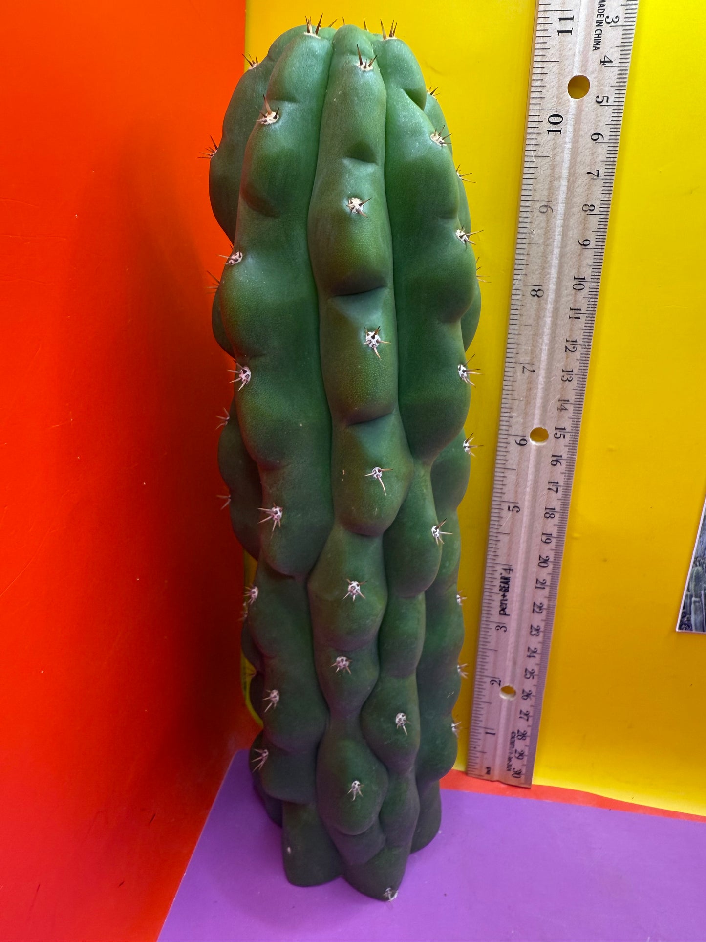 Monstrose San Pedro Cactus! This exact one