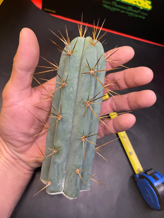 San Pedro cactus !🌵🌶️