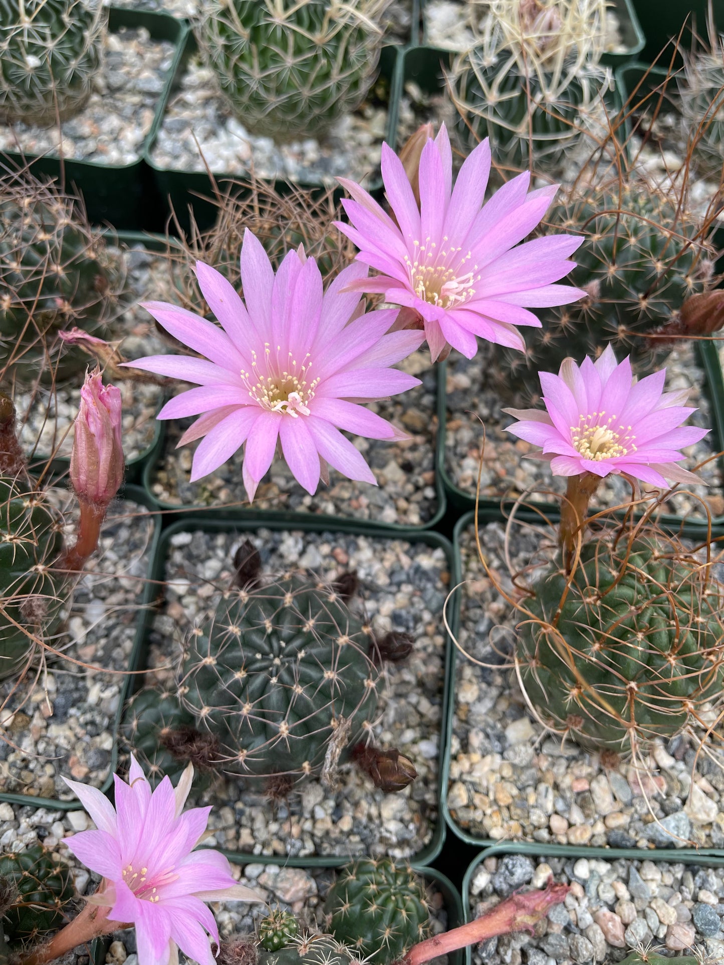 Lobivia wrightiana with flower buds and new pups !