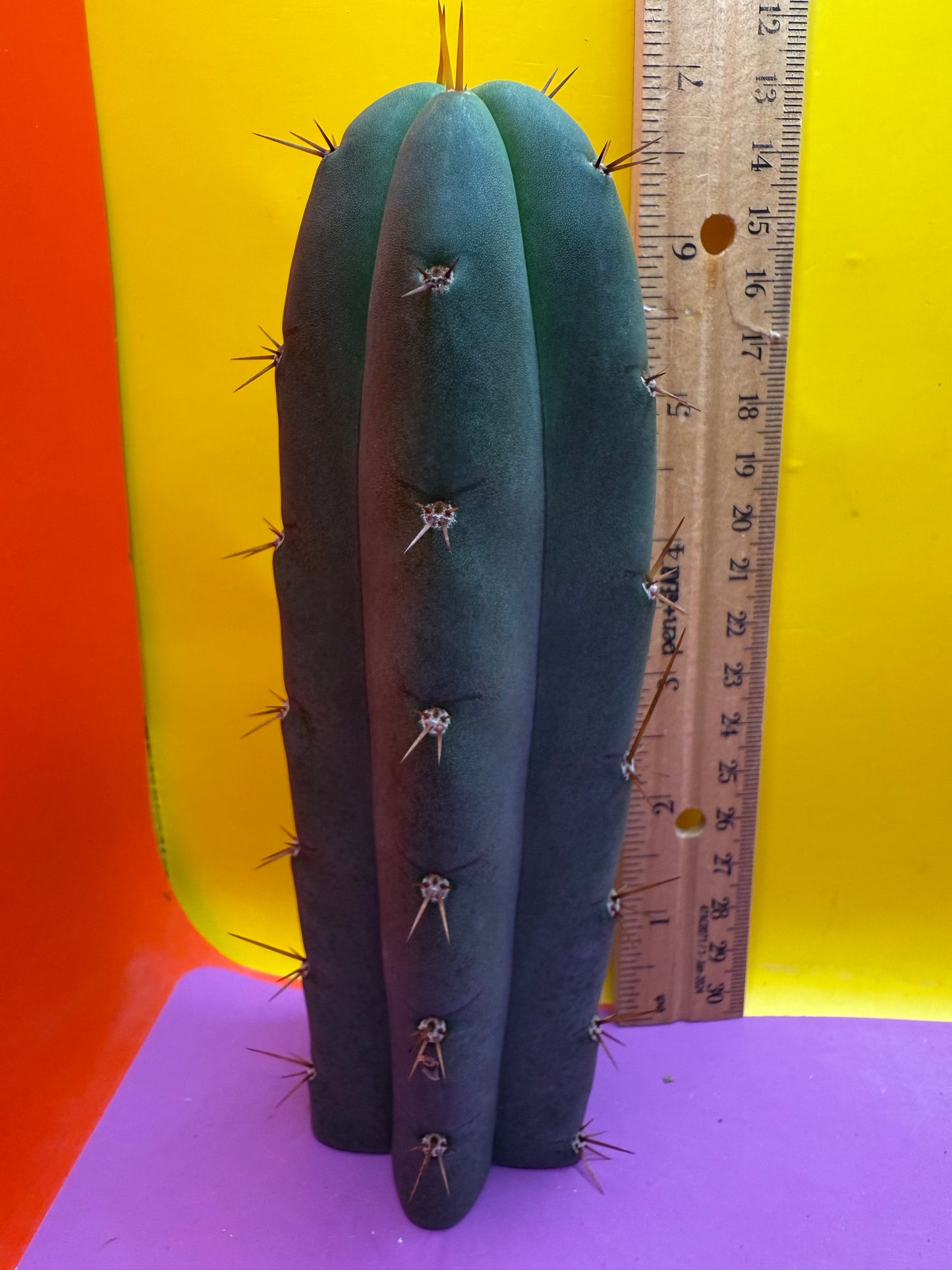 YOWIE X WOWIE !! Trichocereus Hybrid cactus cutting for sale