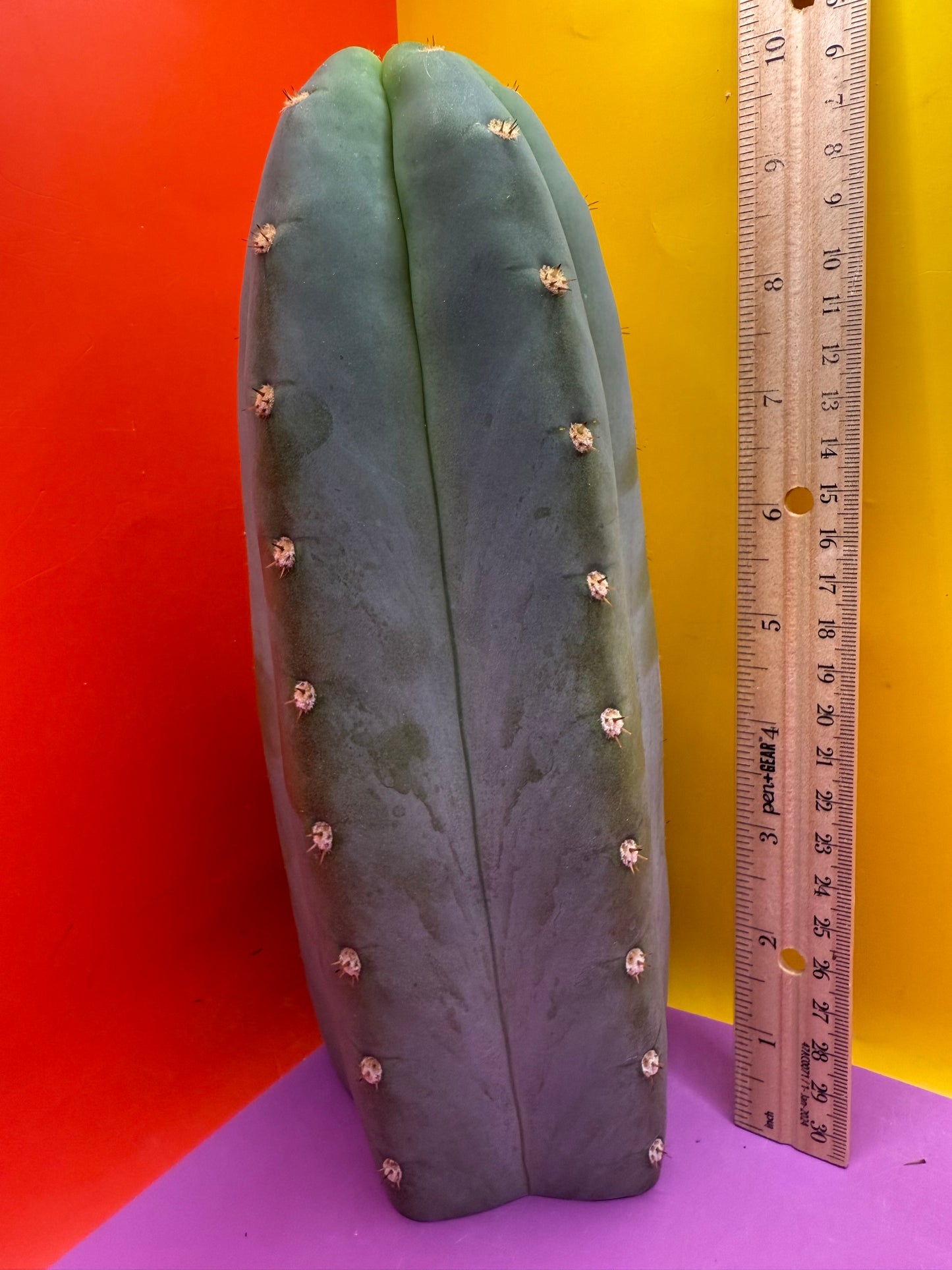 BLUE JUULES GIANT !