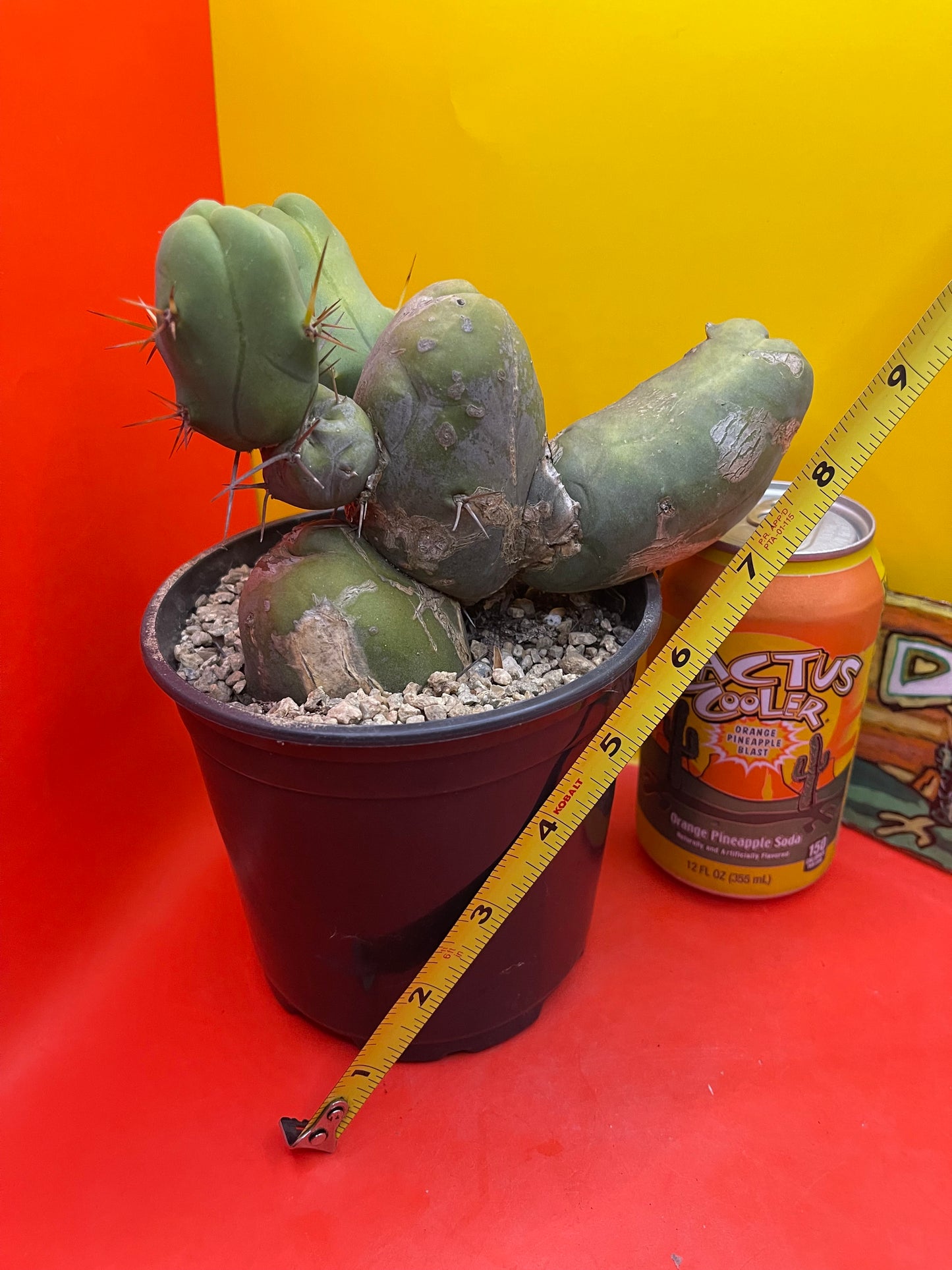 Cactus - TBM !!