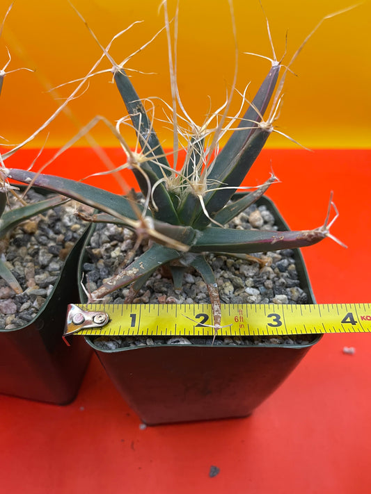 Leuchtenbergia principis true cactus !