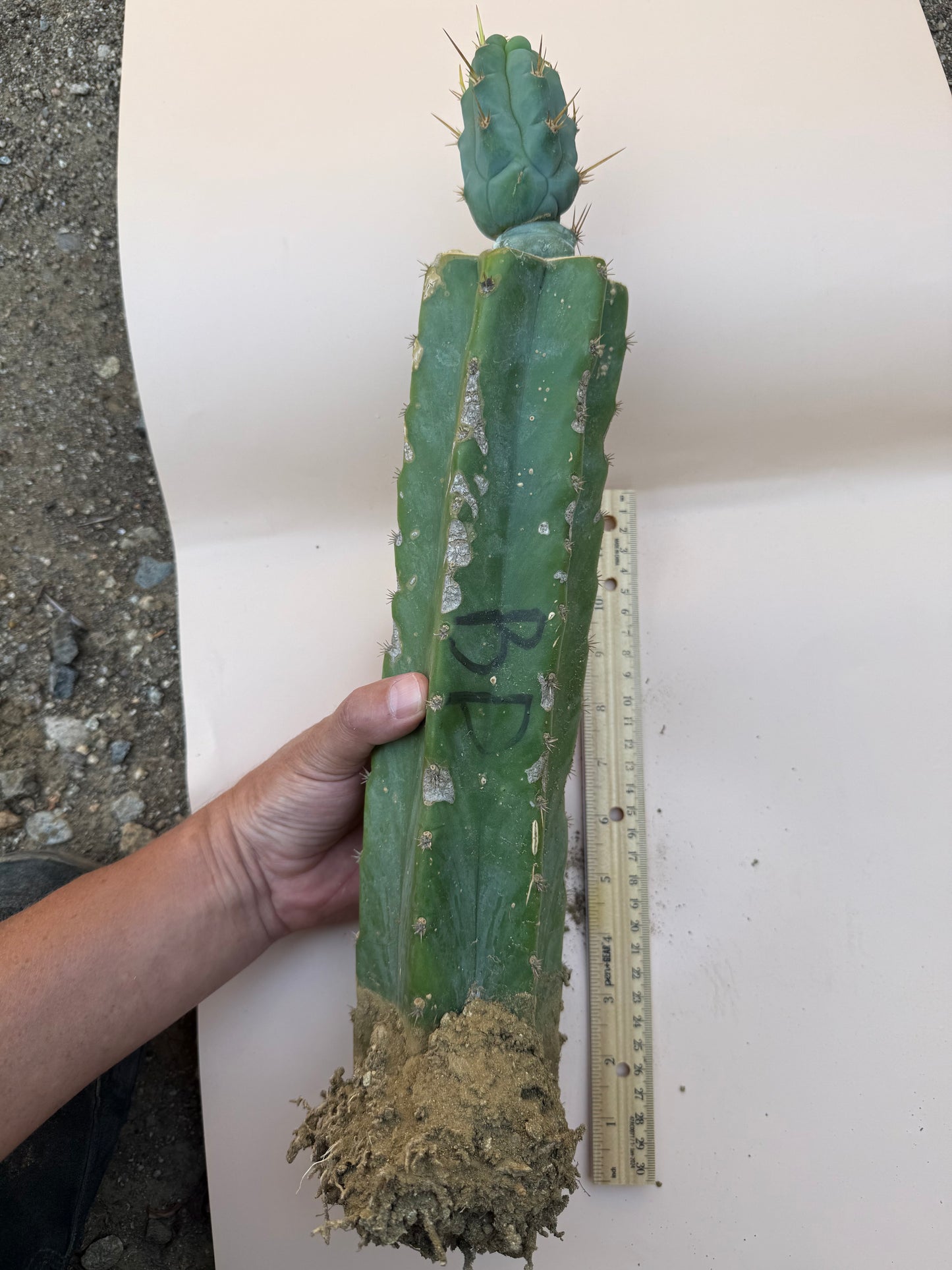 Grafted Bruce’s Dragon