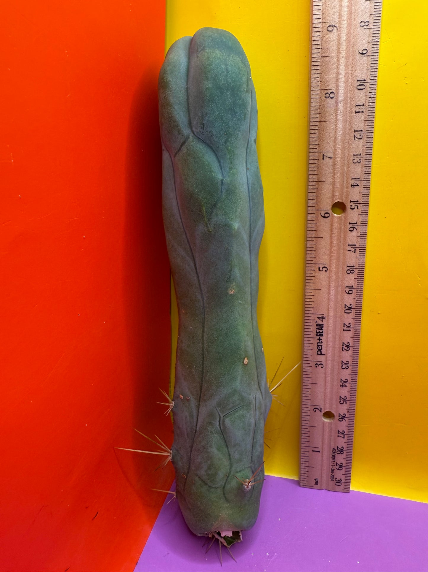 TBM-A long form monstrose cactus !