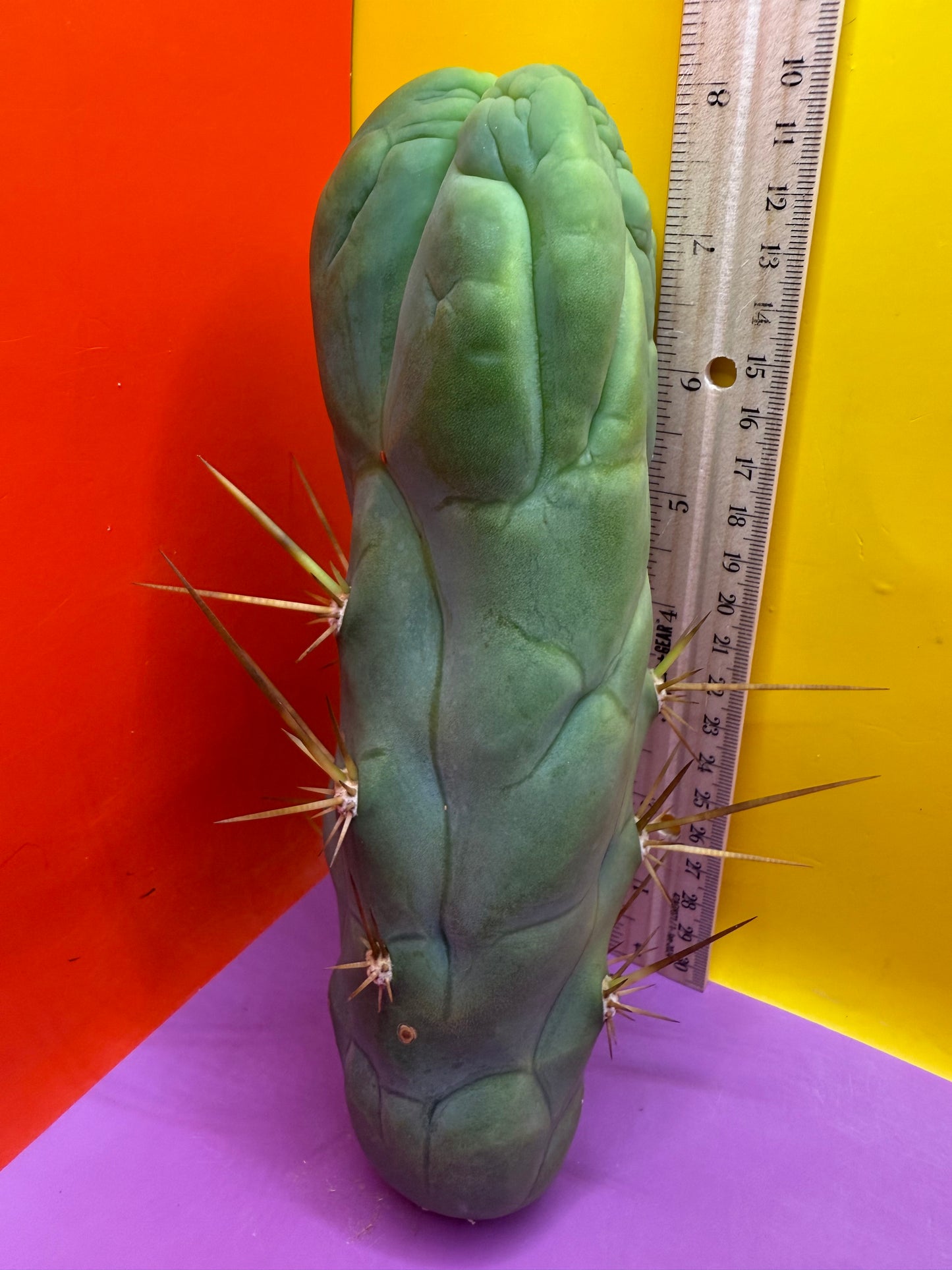 Bruce’s Dragon - almost 3” thick !